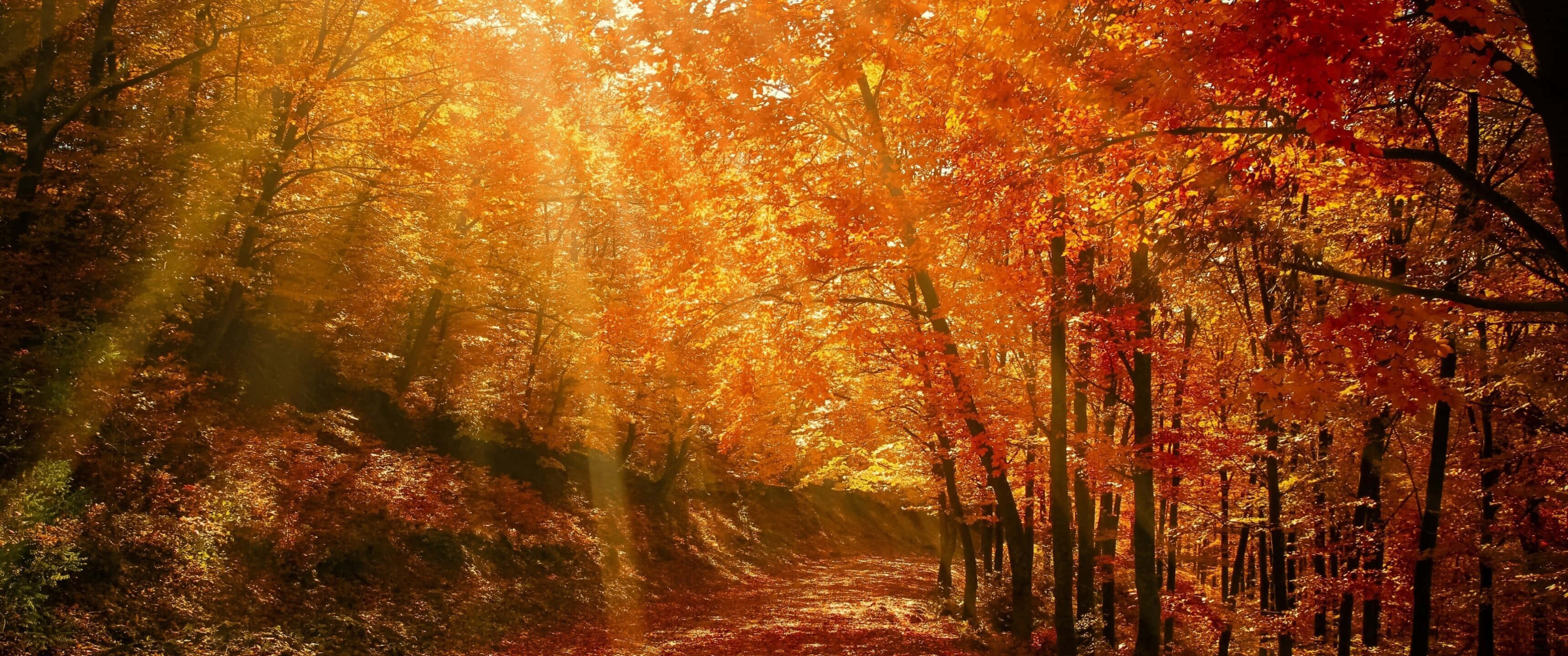 鮮豔秋葉與湛藍天空 壁紙 — 陽光穿過火紅橙紅色的秋葉樹冠，在森林小徑上投下金色光芒。