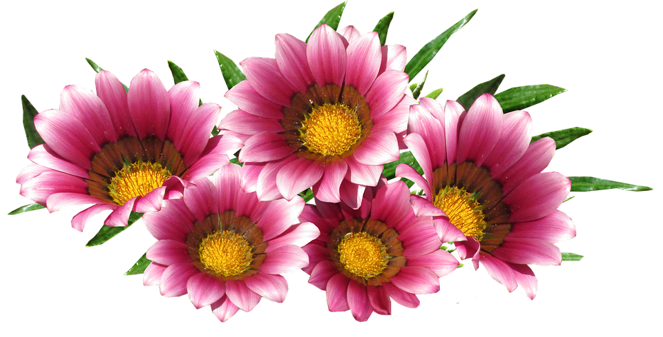鮮豔粉紅勳章菊 壁紙