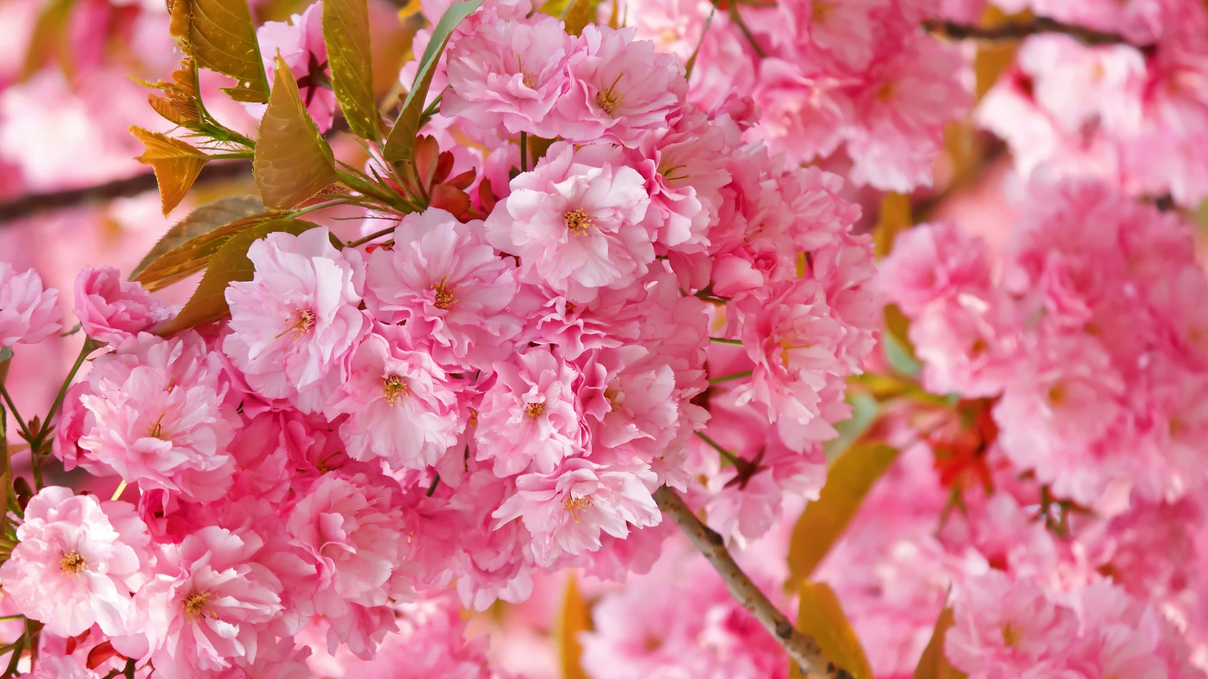Blooming Trees 桌布 壁紙 — 鮮豔粉紅櫻花盛開的特寫，搭配柔軟的綠葉和模糊的背景。