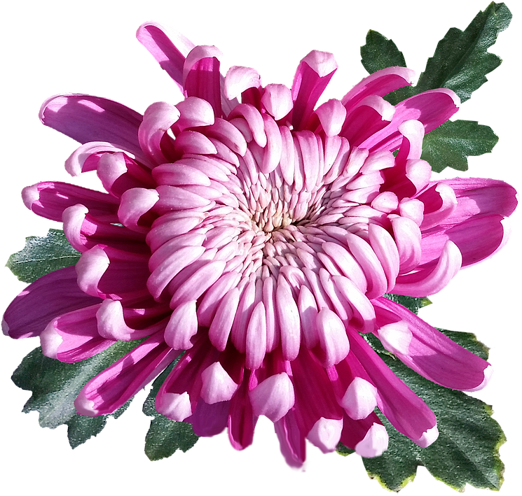 鮮豔粉紅色菊花 壁紙 — 一朵充滿活力的粉紅色菊花，花瓣層層疊疊，綠葉襯托，在純黑背景下格外突出。