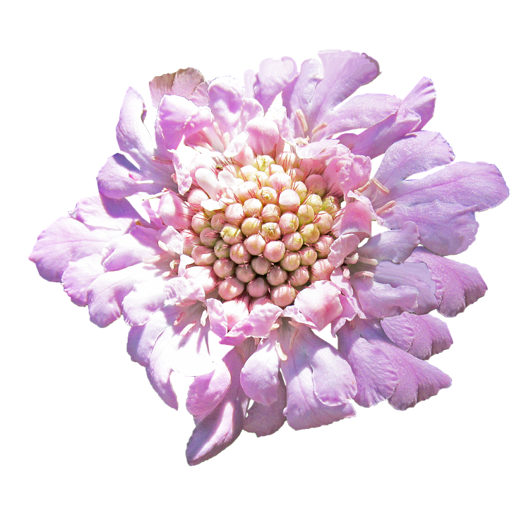鮮豔粉紅花孤立圖 壁紙
