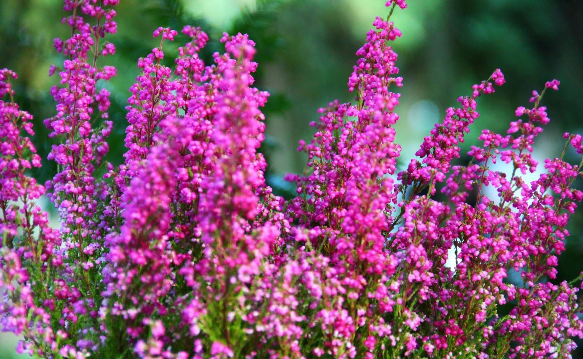 鮮豔粉紅鈴 Heather 壁紙 — 鮮豔的粉紅色石楠花密集地簇生在纖細的莖上，背景是柔和的綠色模糊效果。