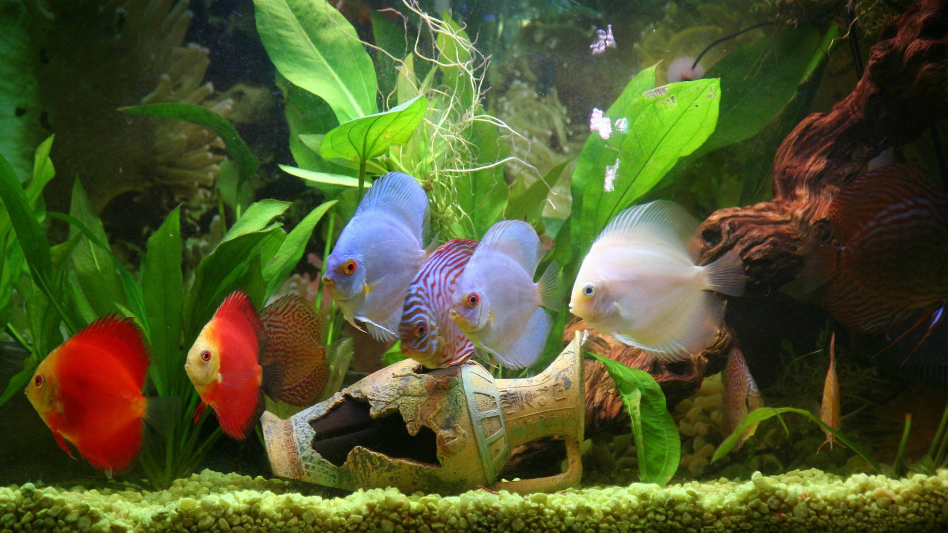 色彩鮮豔的七彩神仙魚在有裝飾石和礫石的水草缸中游動。