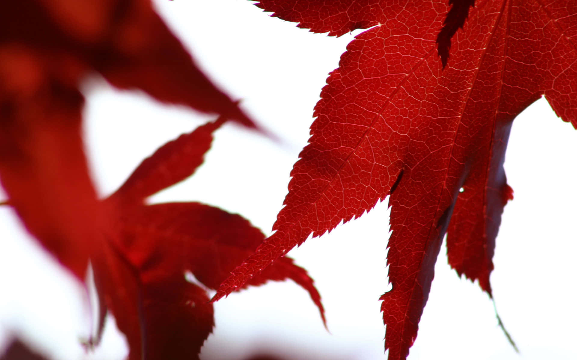 特寫紅色楓葉，葉脈清晰，背景為白色。