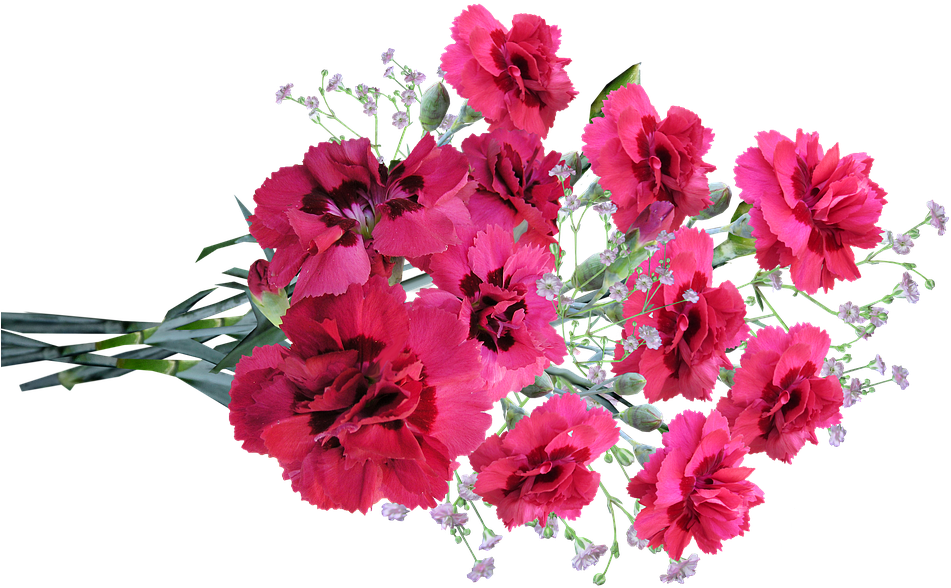 鮮豔紅色康乃馨花束 壁紙 — 一束鮮豔的深粉紅色康乃馨，點綴著細緻的滿天星，襯托在純黑背景上。