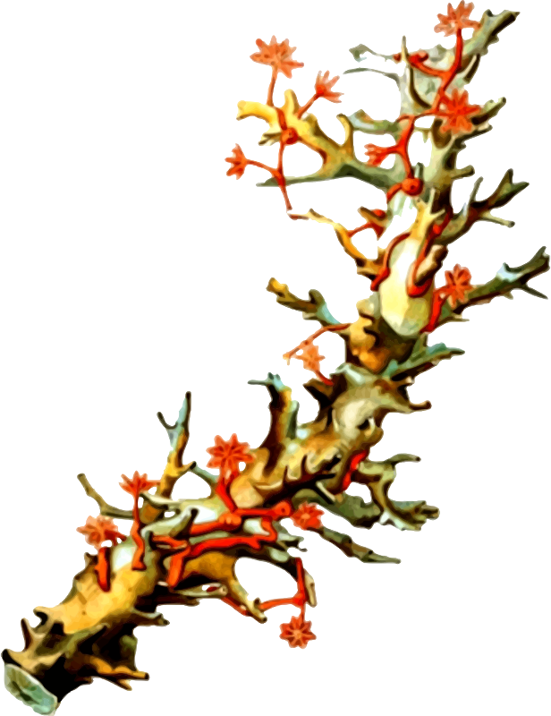 鮮豔紅色珊瑚枝 壁紙 — 一種充滿活力的珊瑚狀生物，帶有橙色星形花朵和分支結構，背景為黑色。