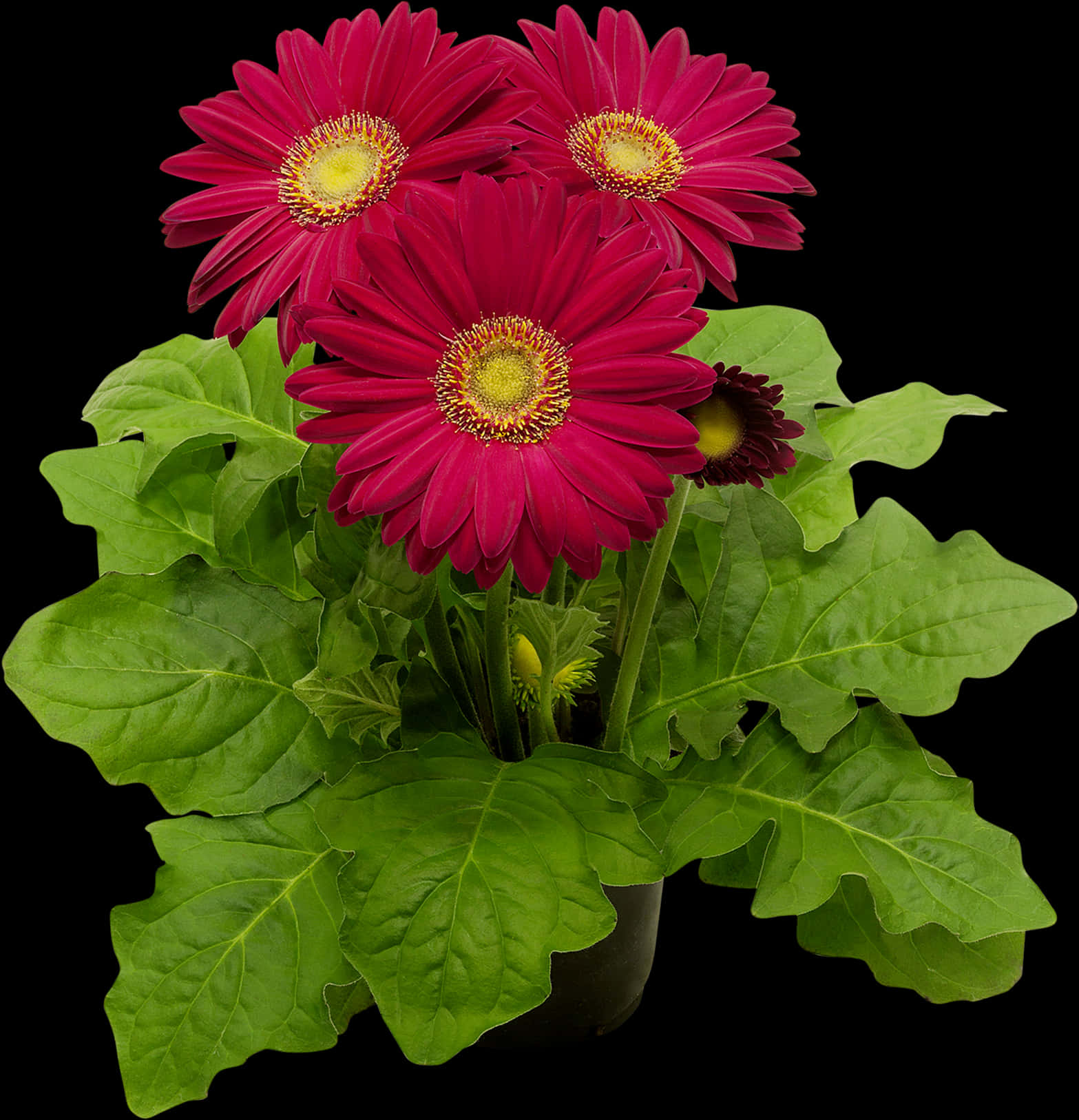 鮮豔紅色非洲菊雛菊 壁紙