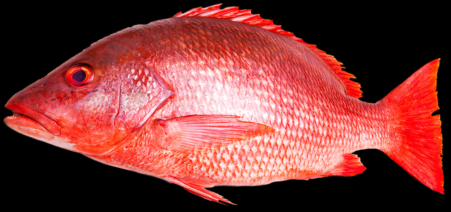 鮮豔紅色鯛魚 壁紙 — 鮮豔嘅紅鯛魚特寫，喺純黑色背景上孤立展示細緻嘅鱗片同鰭。