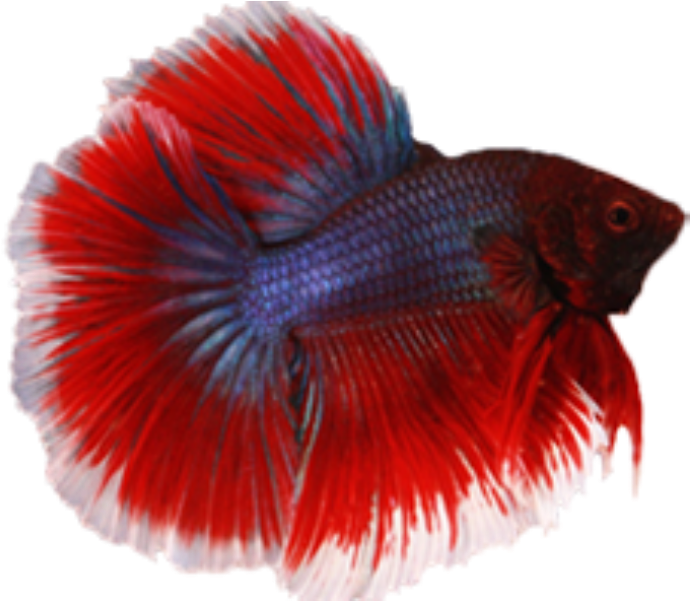 鮮豔紅藍鬥魚 壁紙 — 一條鮮紅和藍色的鬥魚，魚鰭飄逸，在純黑背景中游動。