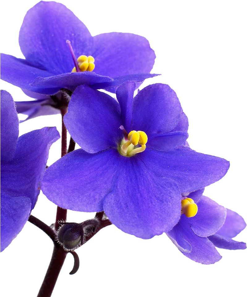 鮮豔紫羅蘭花朵 壁紙 — 鮮豔的紫色花朵帶有黃色花心，在純黑背景下以微距特寫綻放。