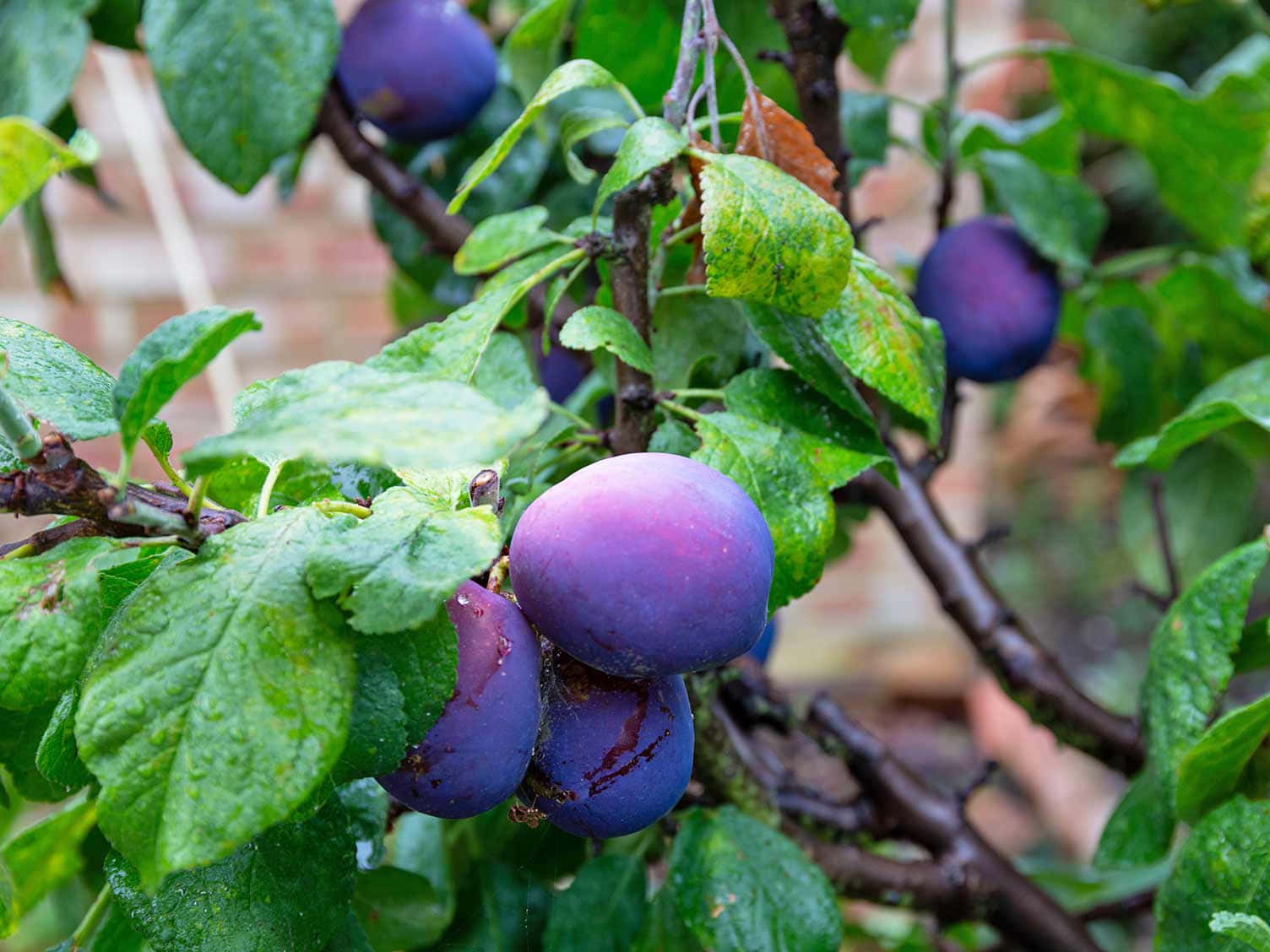 鮮豔紫色 Damson 梅 壁紙 — 成熟的紫色李子沉甸甸地掛在帶露珠閃爍的樹枝上，背景是模糊的磚牆。