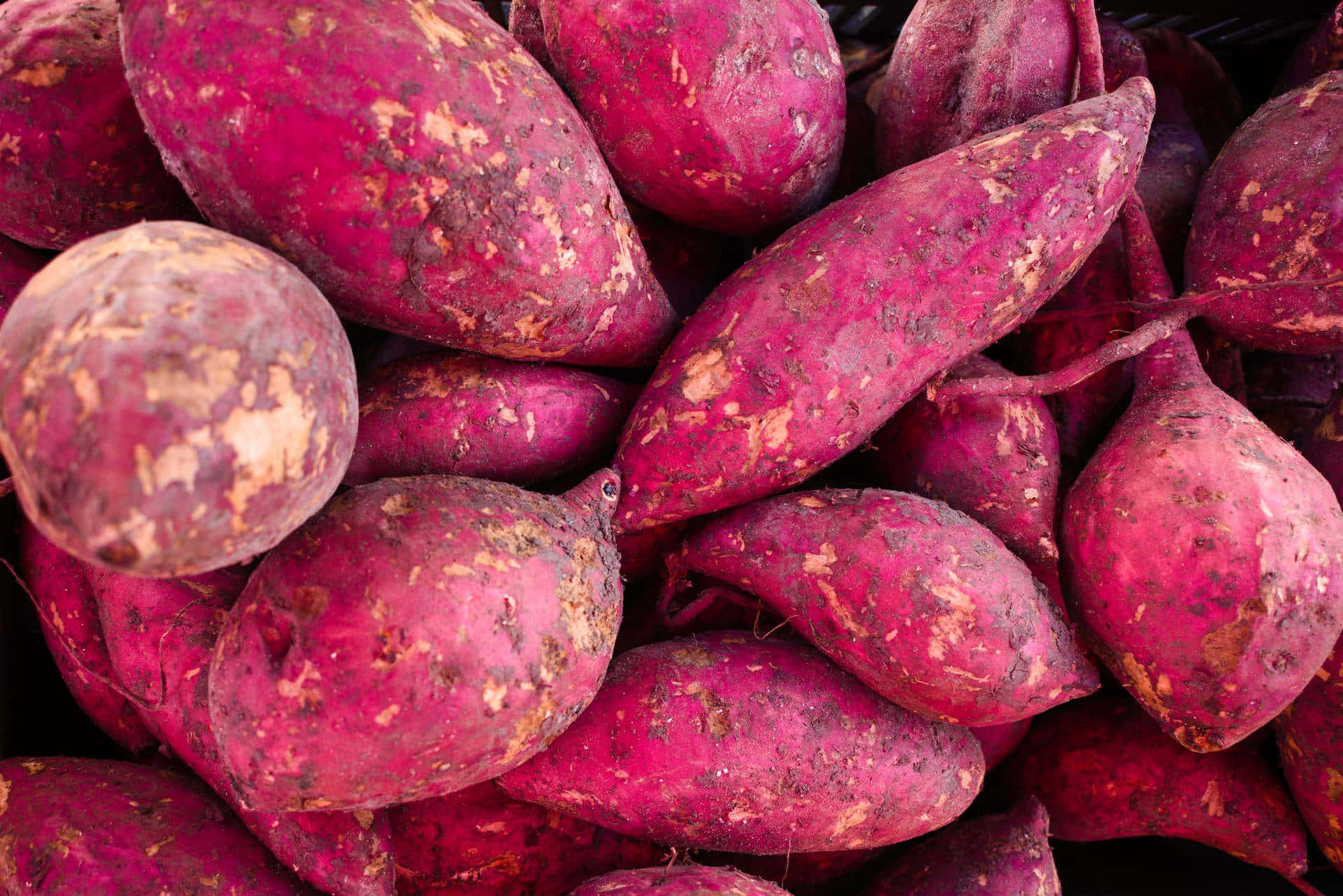 Yellow Sweet Potato 桌布 壁紙 — 鮮豔紫色番薯的特寫，帶有泥土質感和自然瑕疵。