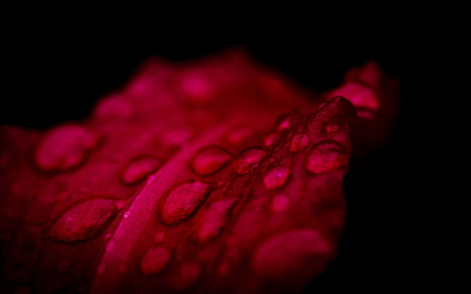 紅色花瓣上的水滴特寫，黑色背景