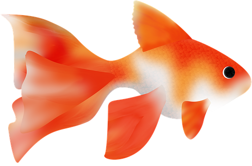 鮮豔金魚插畫 壁紙