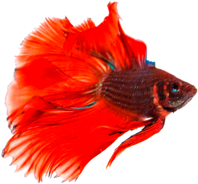 鮮豔鬥魚游動 壁紙