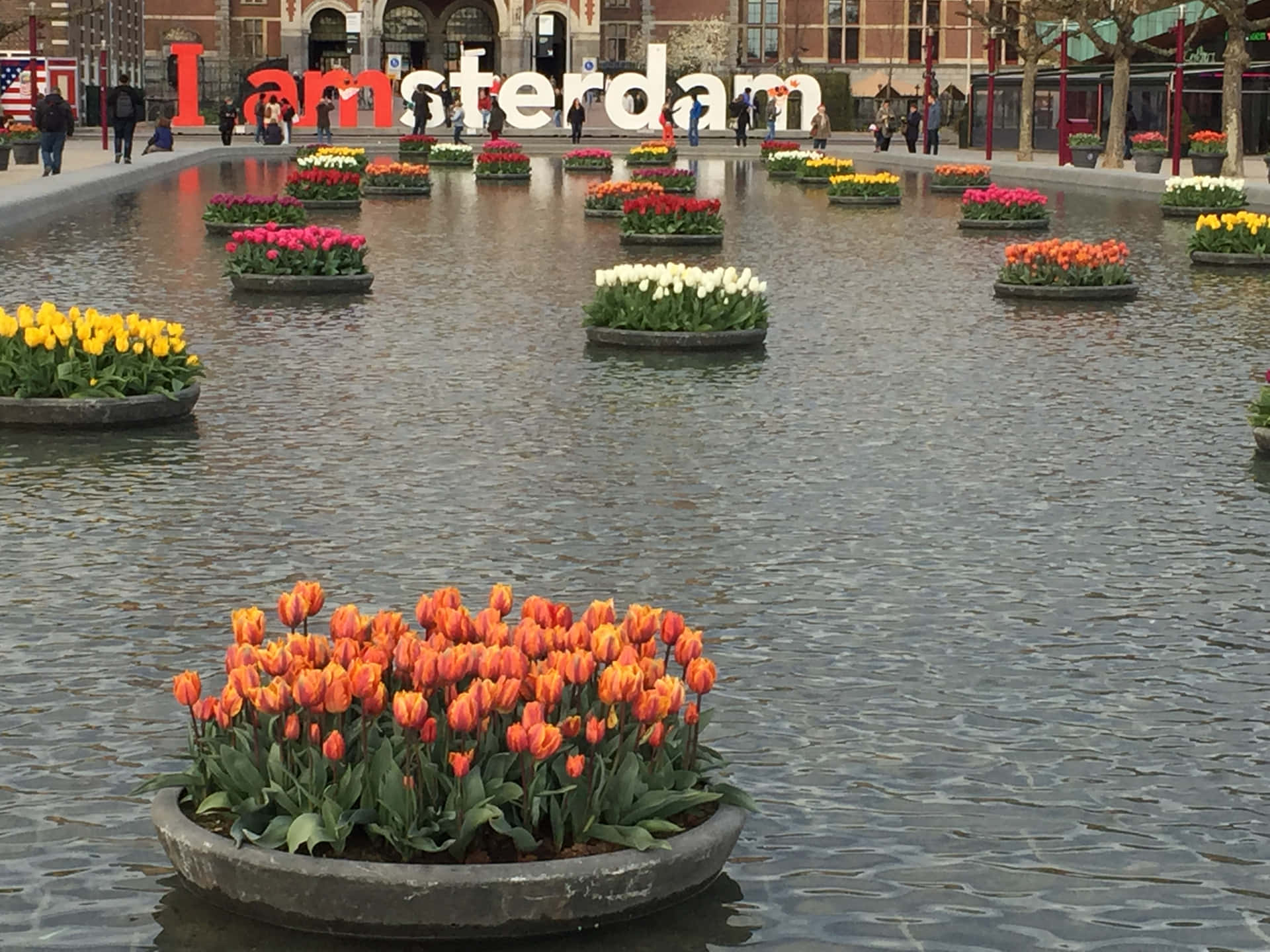 色彩繽紛的鬱金香漂浮在I amsterdam標誌附近的水景中。