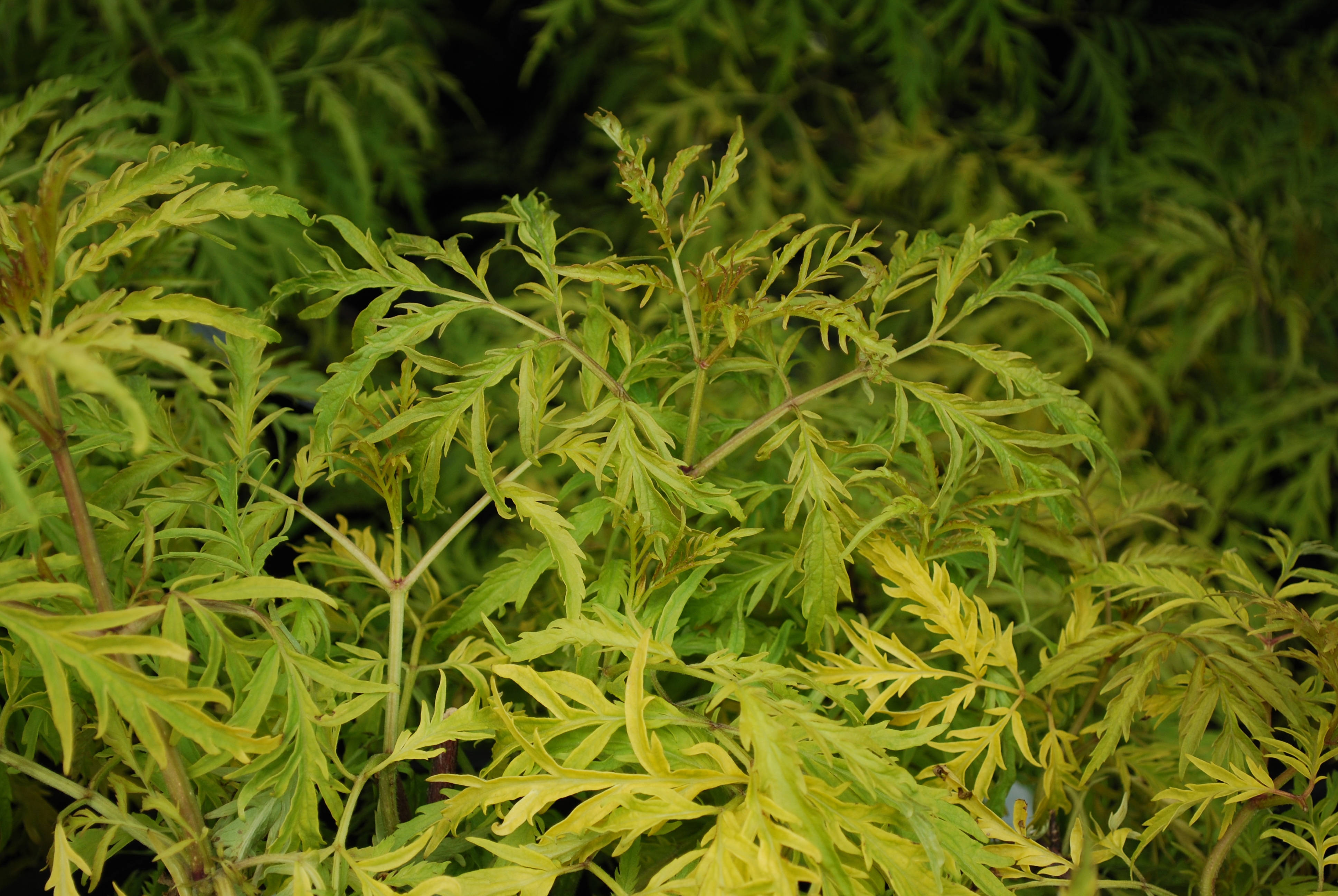 植物 桌布 壁紙 — 鮮黃綠色葉片特寫，帶有精緻鋸齒狀葉緣，背景為較深綠色模糊效果。