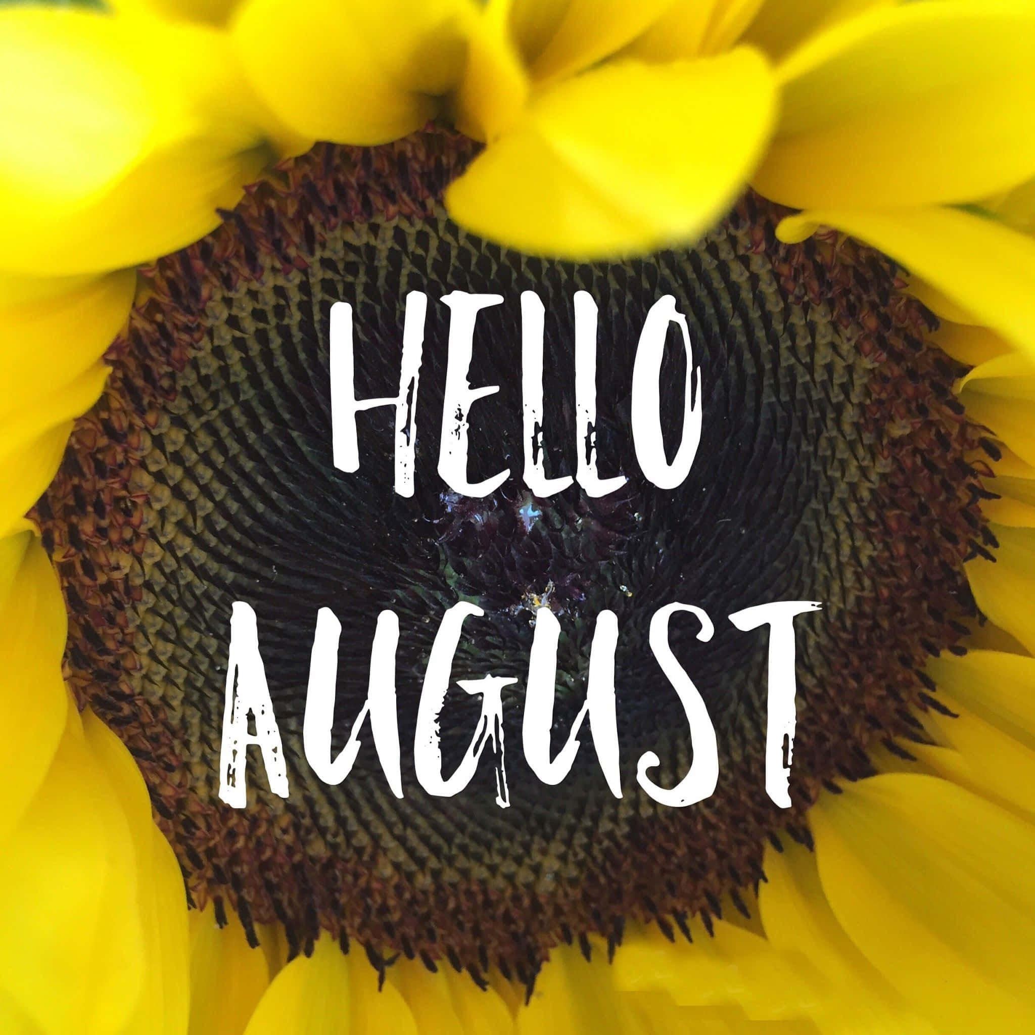 August 桌布 壁紙 — 鮮黃色向日葵特寫，在其深色紋理中心以粗體白色文字居中顯示 hello august。
