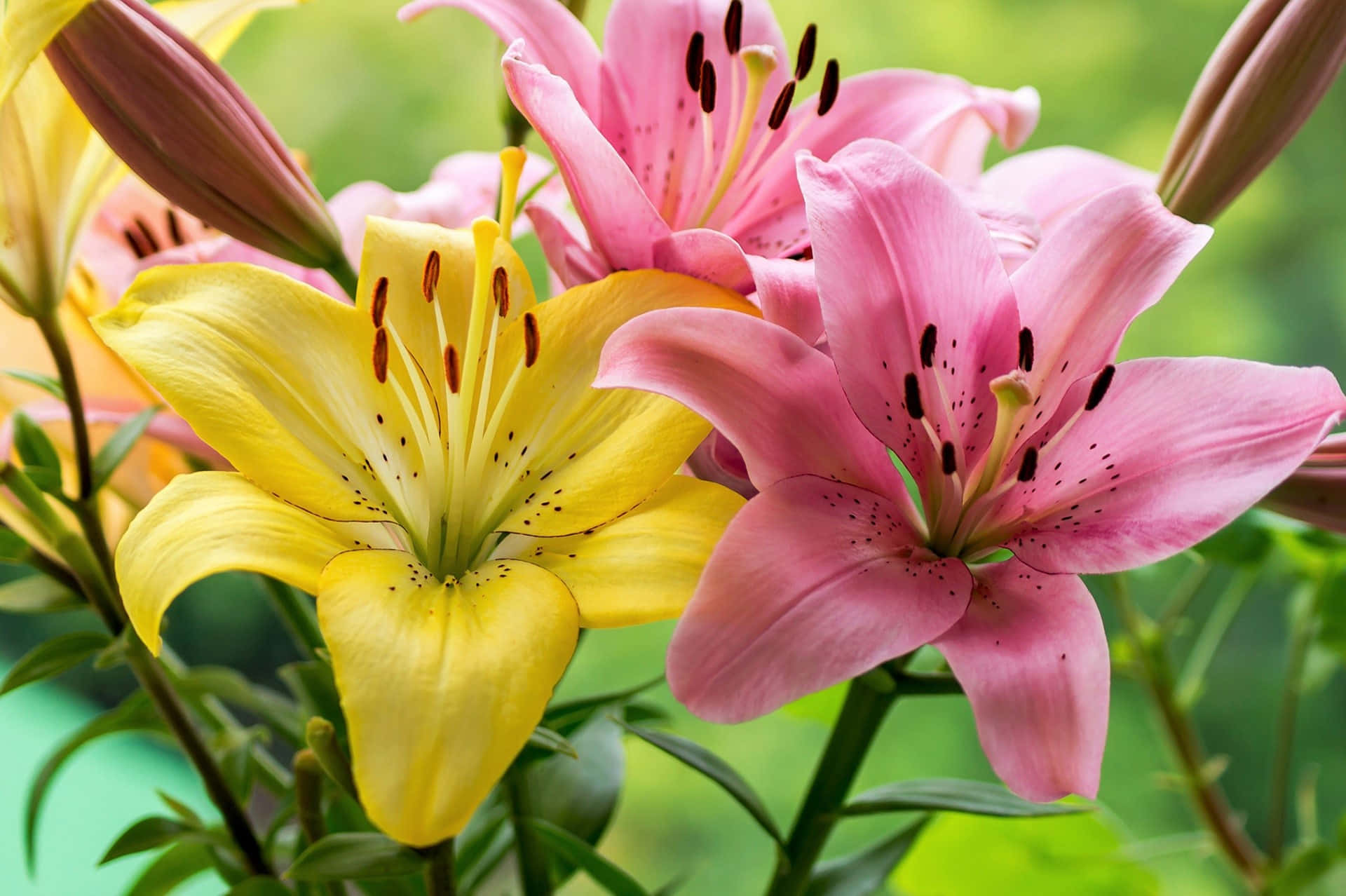 lily 桌布 壁紙 — 鮮黃色和粉紅色的百合花在柔和的綠色模糊背景下盛開，帶有深色雄蕊。