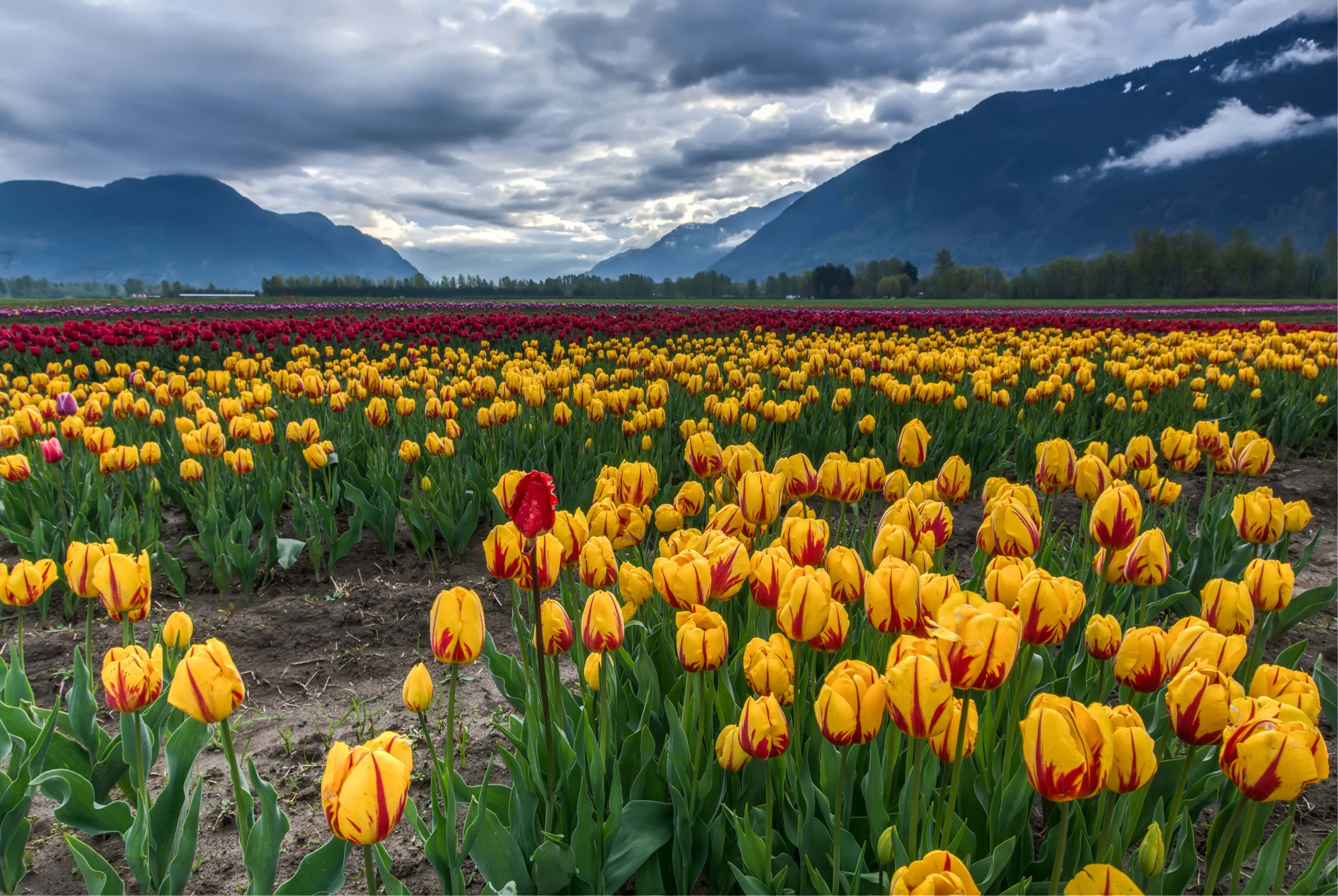 Tulip Field 桌布 壁紙 — 鮮黃色和紅色的鬱金香在陰沉多雲的天空下整齊地排列盛開，遠方山巒隱現。