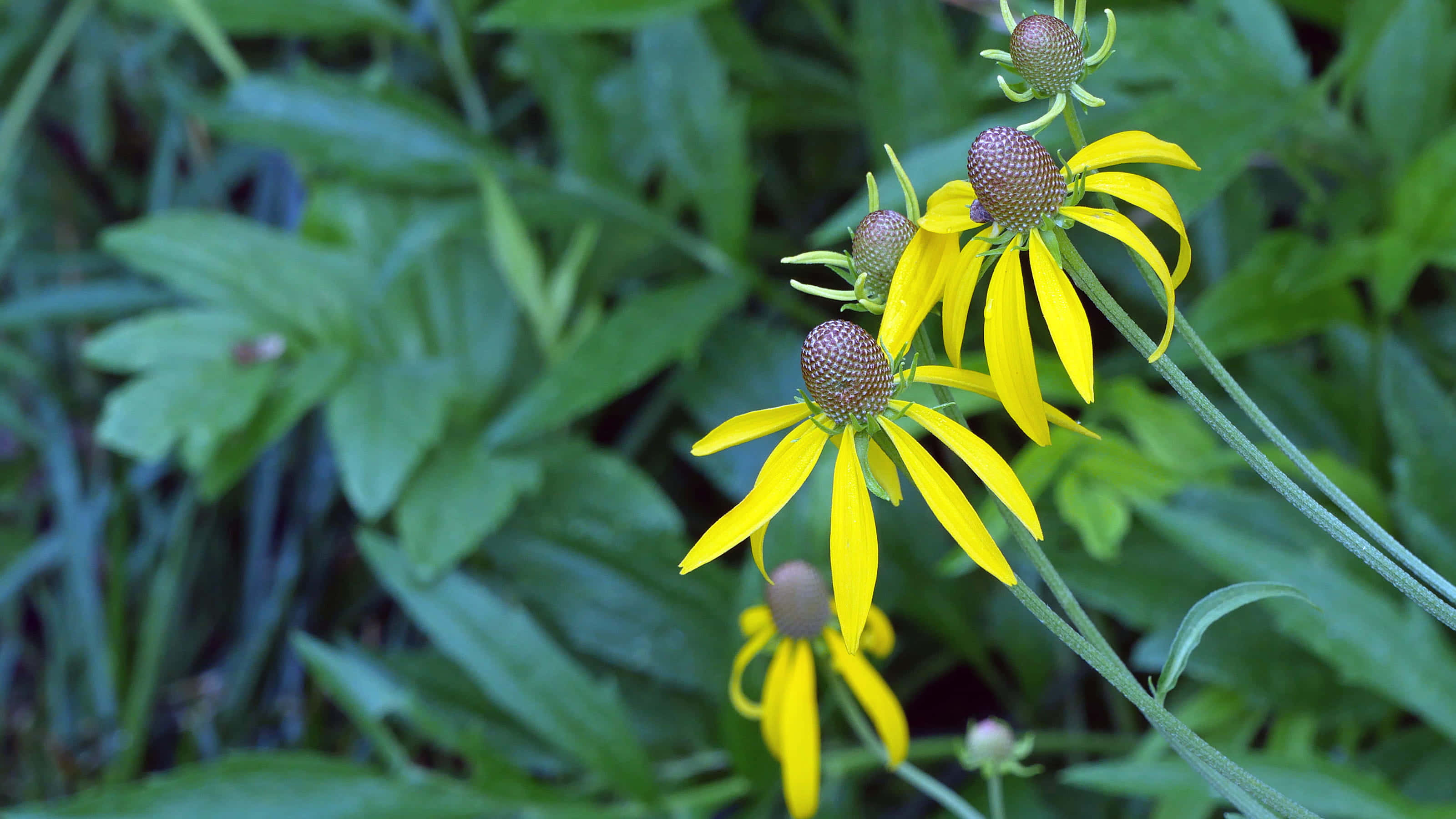 Yellow Coneflower 桌布 壁紙 — 鮮黃色嘅錐花，花瓣下垂，中心有紋理嘅啡色，喺茂盛嘅綠葉中盛開。