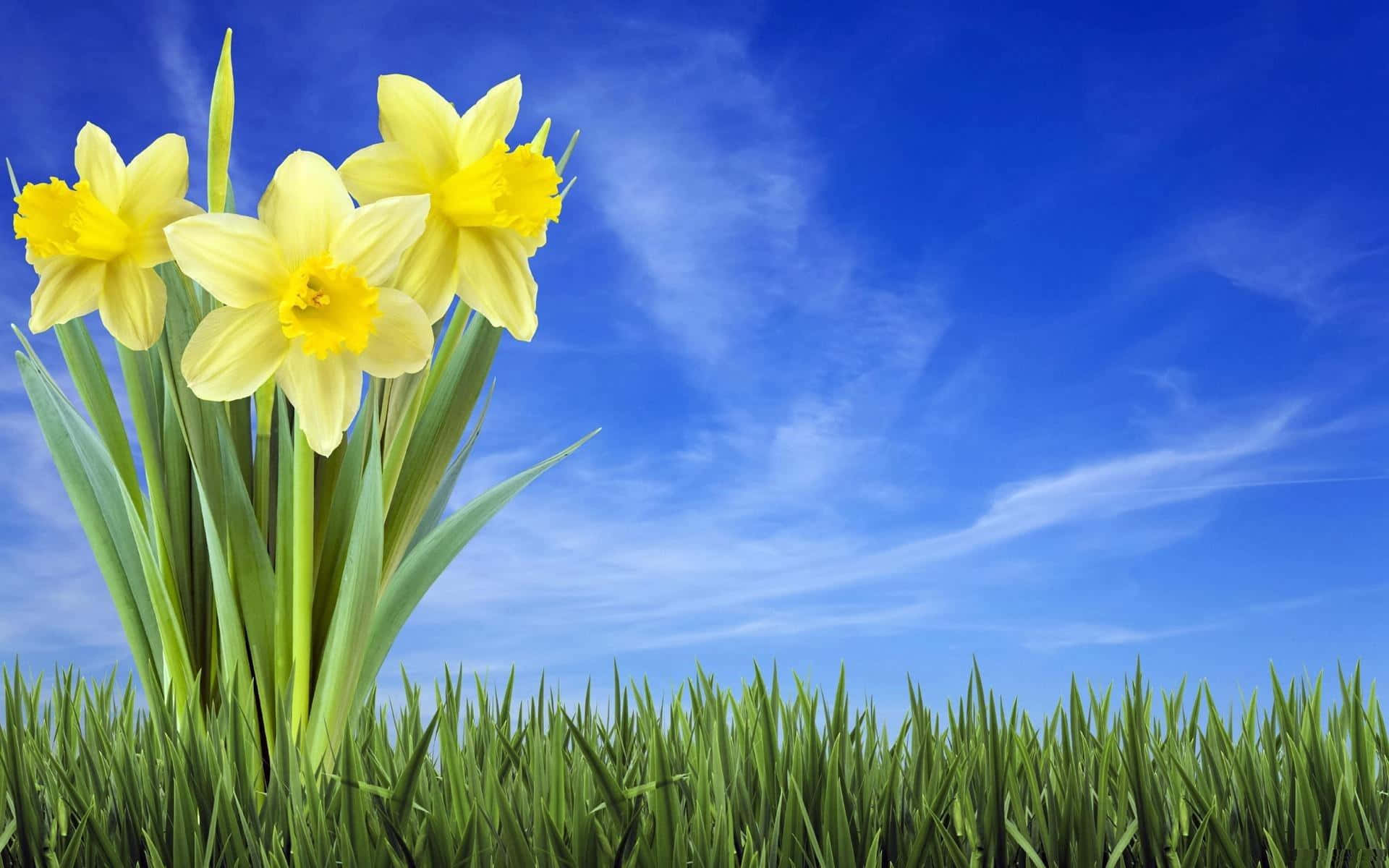 Yellow Daffodils 桌布 壁紙 — 鮮黃色水仙花在茂盛綠草中盛開，天空湛藍清澈，飄著縷縷白雲。