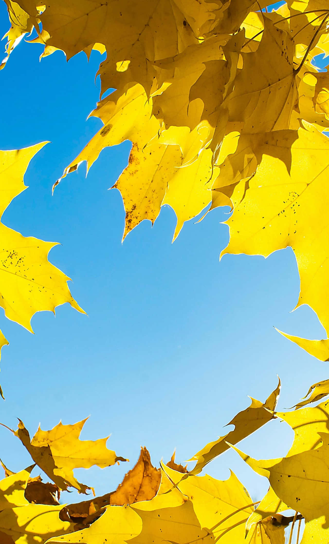Yellow Leaves 桌布 壁紙 — 鮮黃色的楓葉框住清澈的藍天，構成令人驚嘆的秋季俯拍。
