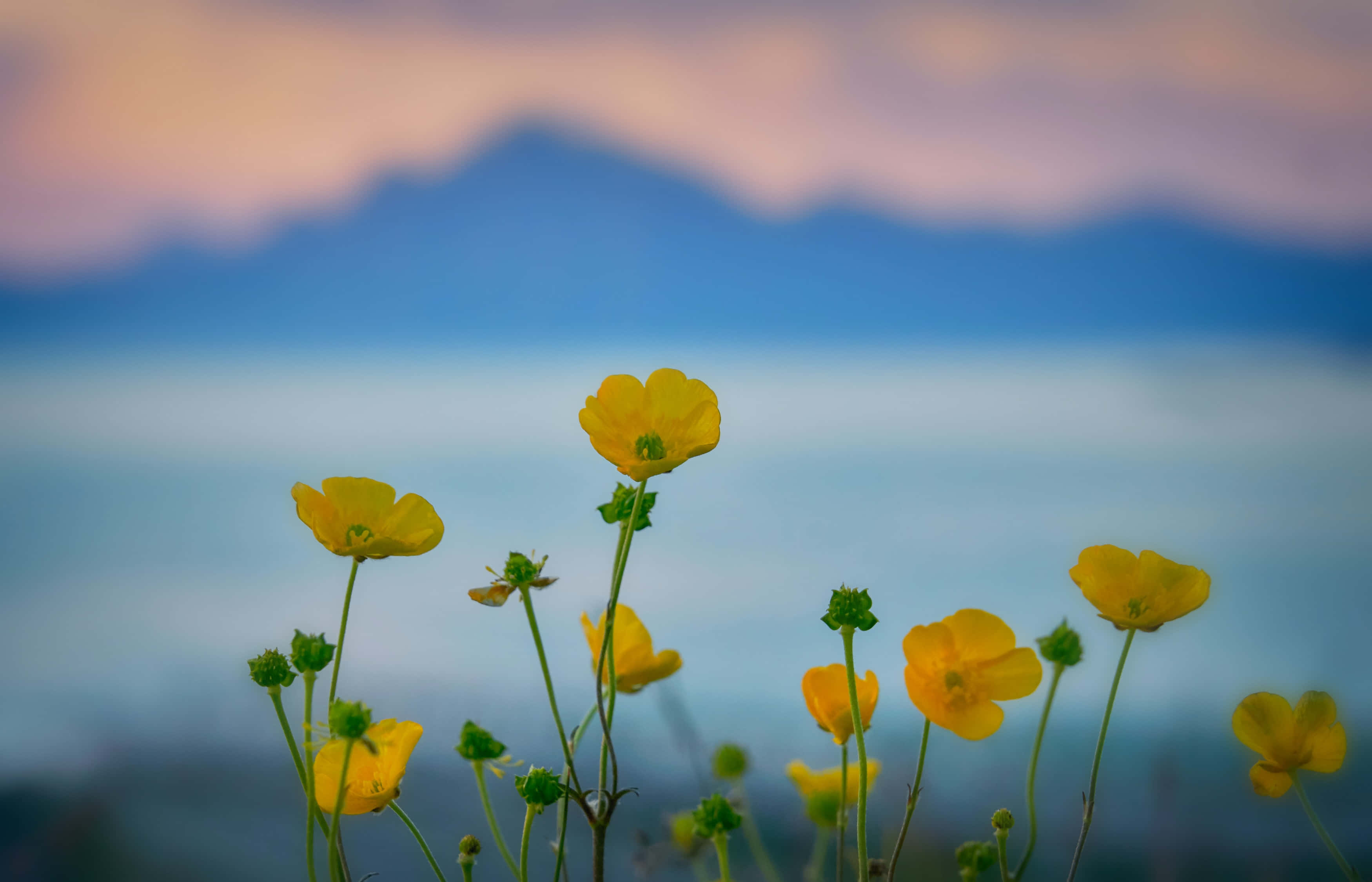 Summer Flowers 桌布 壁紙 — 鮮黃色的毛茛在前景盛開，背景是柔焦的山脈和粉彩色的天空。