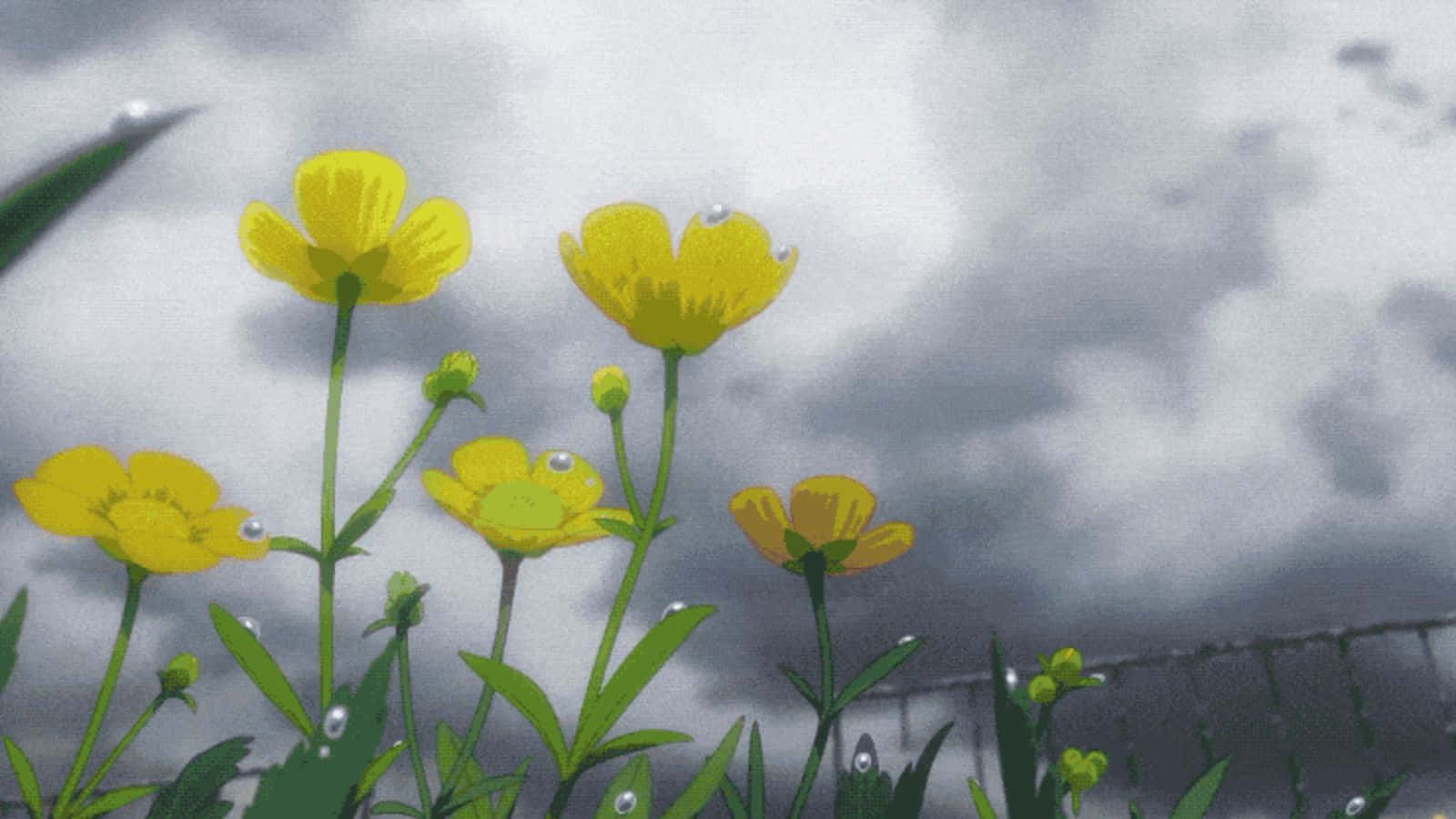 Weathering With You 桌布 壁紙 — 鮮黃色的毛茛花帶著露珠，在動漫風格的花園場景中，於陰沉的灰色天空下綻放。