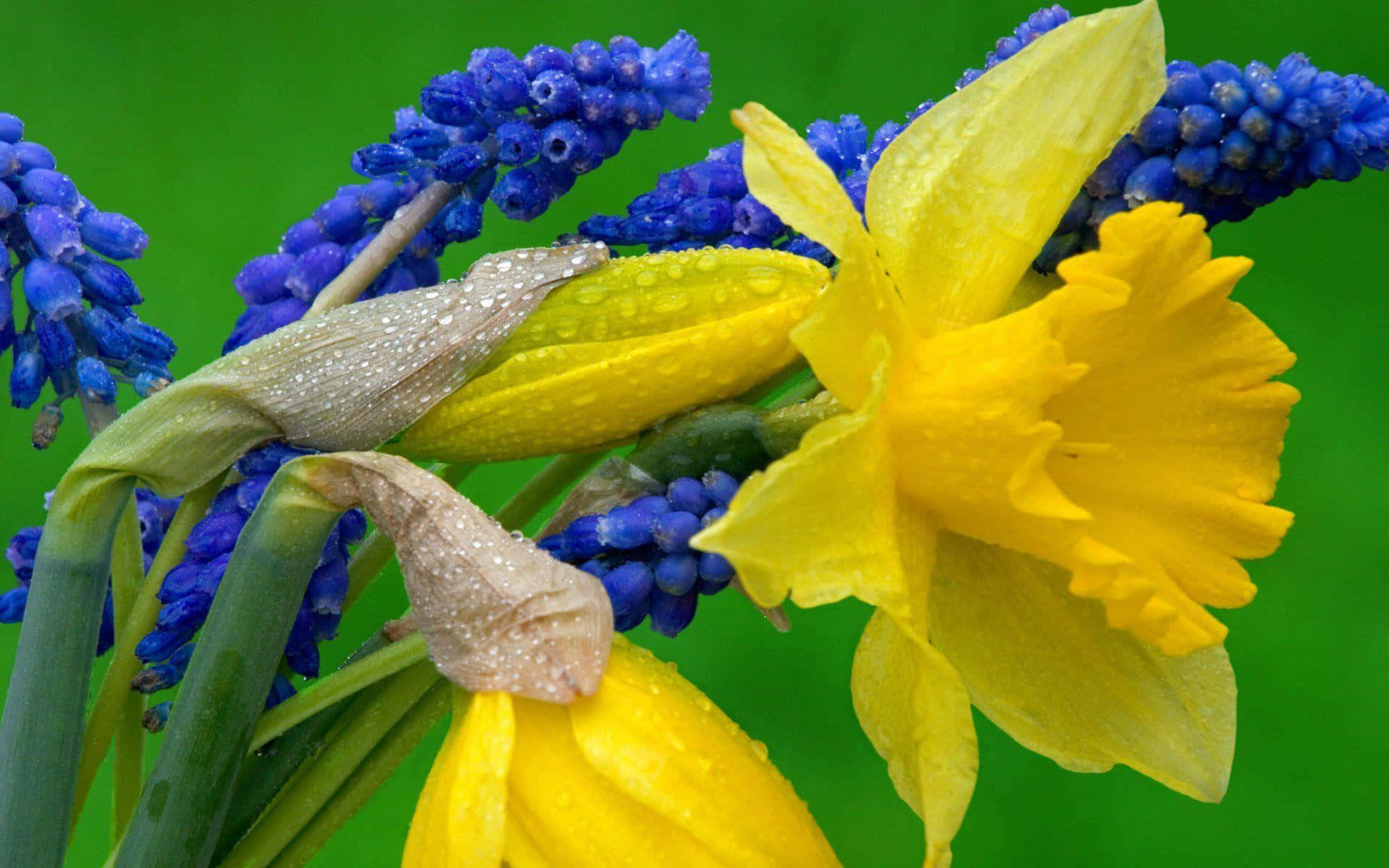 Yellow Daffodils 桌布 壁紙 — 鮮黃色的水仙花和深藍色的葡萄風信子在茂密的綠色背景下閃爍著露珠。