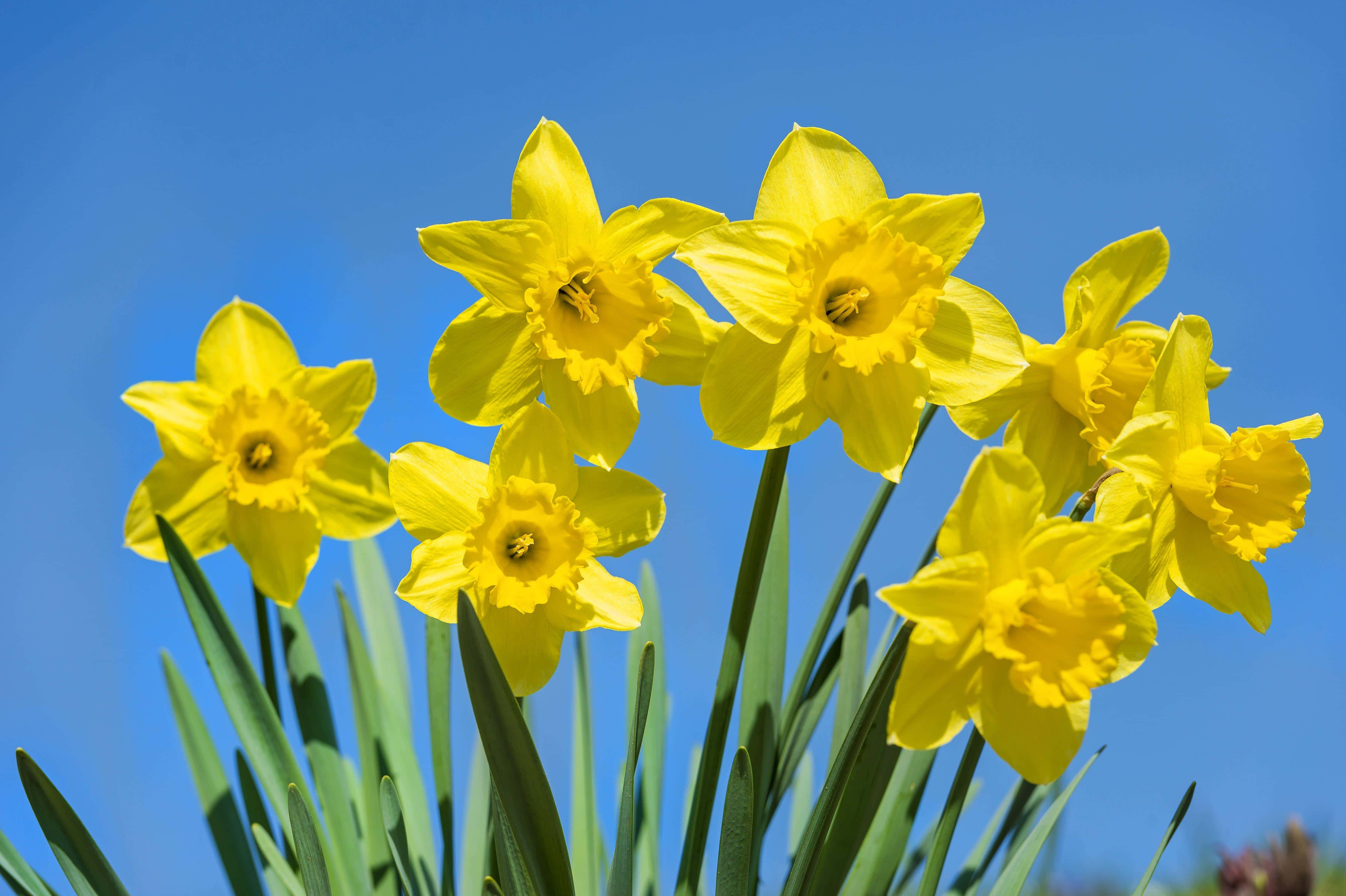 Yellow Daffodils 桌布 壁紙 — 鮮黃色的水仙花在晴朗的藍天下，於明亮的陽光中盛開。