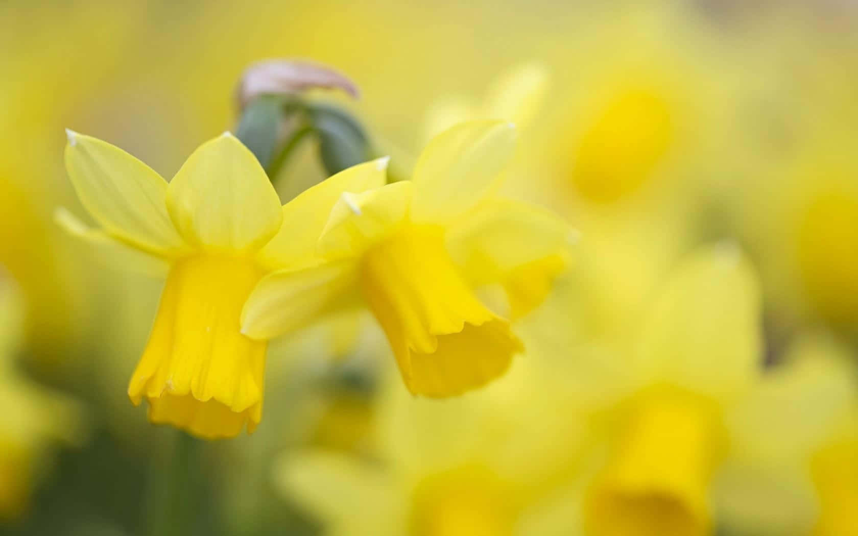 Yellow Daffodils 桌布 壁紙 — 鮮黃色的水仙花在柔和焦點下盛開，背景是金色的田野，光線明亮。