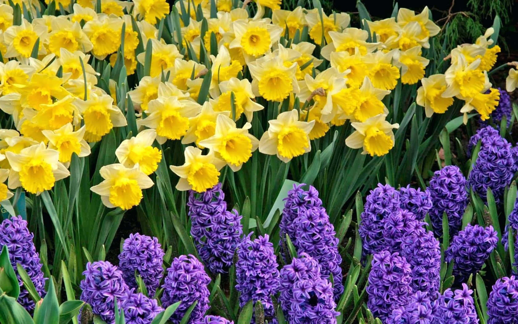 Yellow Daffodils 桌布 壁紙 — 鮮黃色的水仙花在深紫色的風信子旁邊盛開，生長在茂密的綠色花壇中。