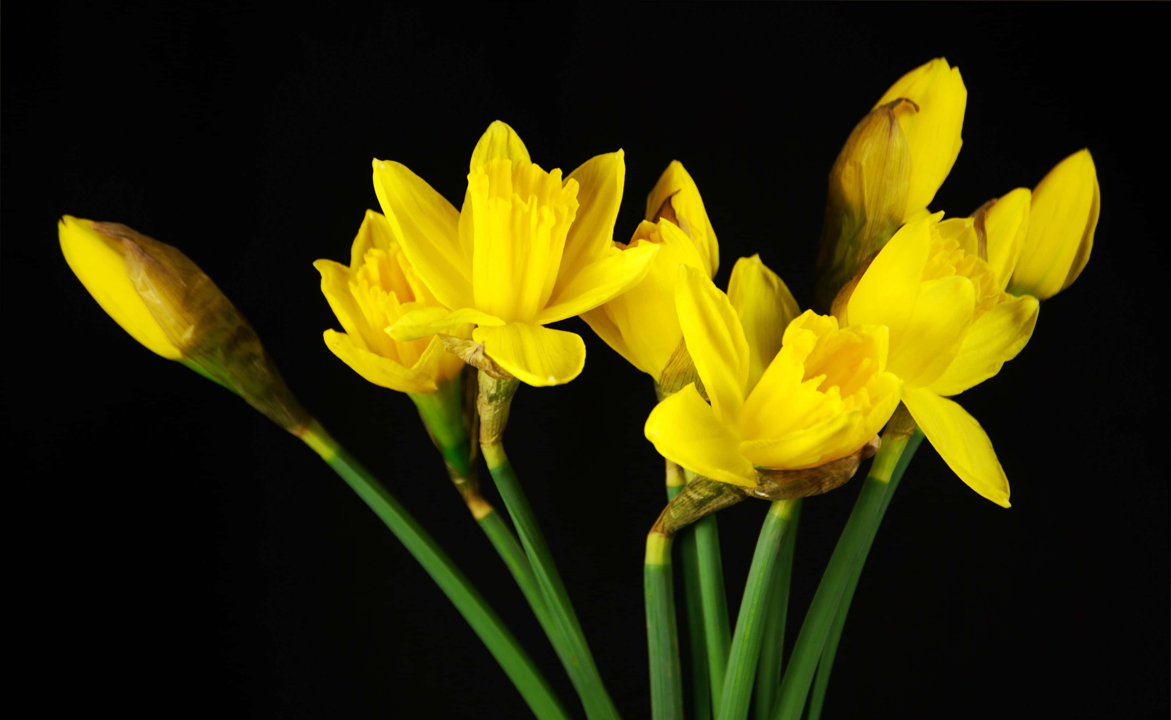 Yellow Daffodils 桌布 壁紙 — 鮮黃色的水仙花在純黑背景上盛開，帶有綠色莖和花蕾。