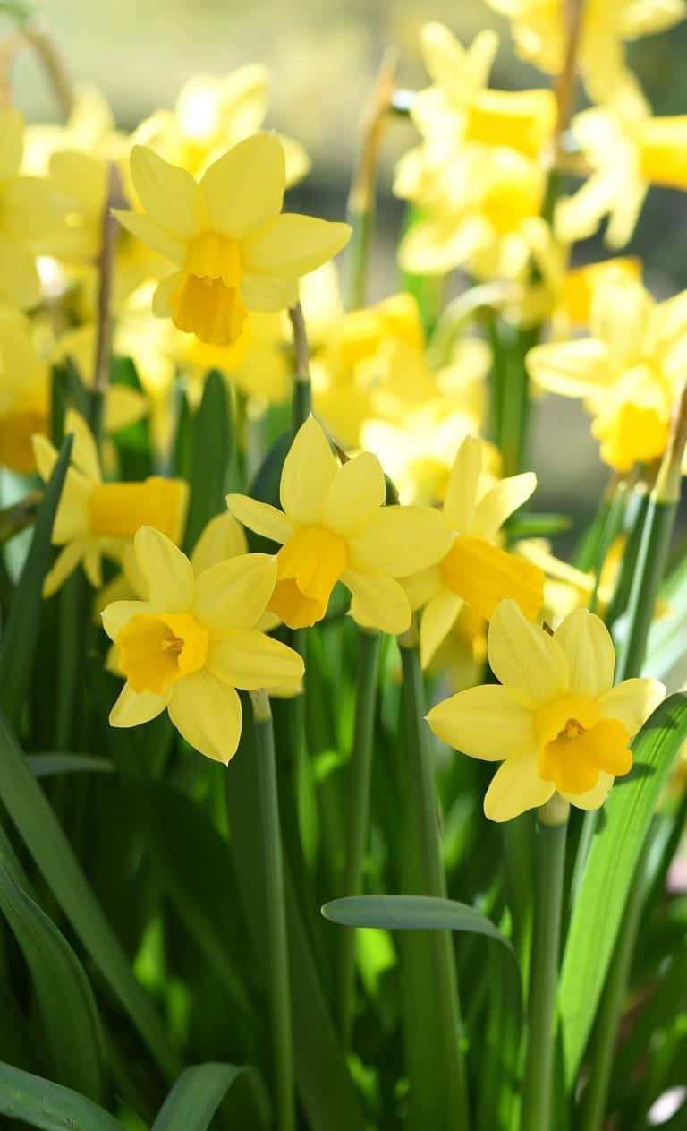 Yellow Daffodils 桌布 壁紙 — 鮮黃色的水仙花在陽光明媚的花園中盛開，擁有茂盛的綠色莖幹和柔和模糊的背景。
