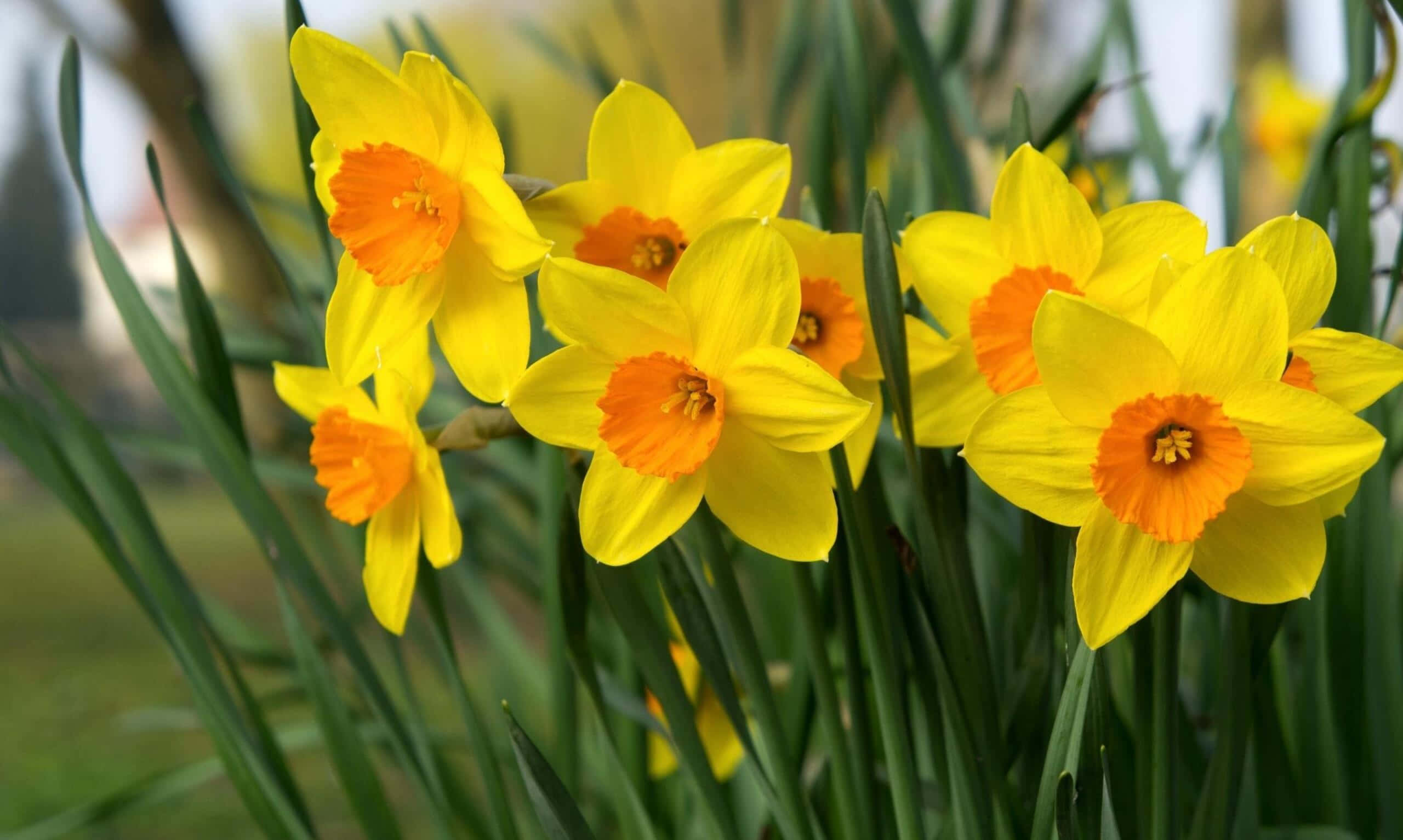 Yellow Daffodils 桌布 壁紙 — 鮮黃色的水仙花帶有橙色中心，在柔焦的花園場景中，在茂密的綠色莖間盛開。