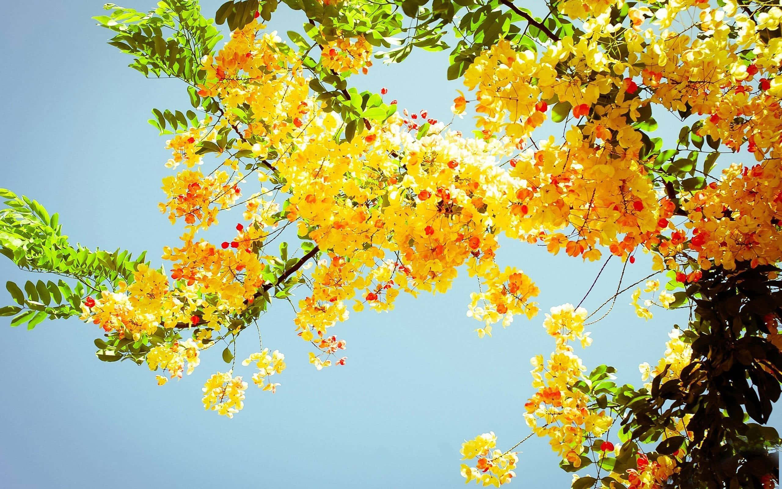 Yellow Summer 桌布 壁紙 — 鮮黃色的花朵在晴朗的藍天下，於明亮的陽光中密集地綻放在樹枝上。
