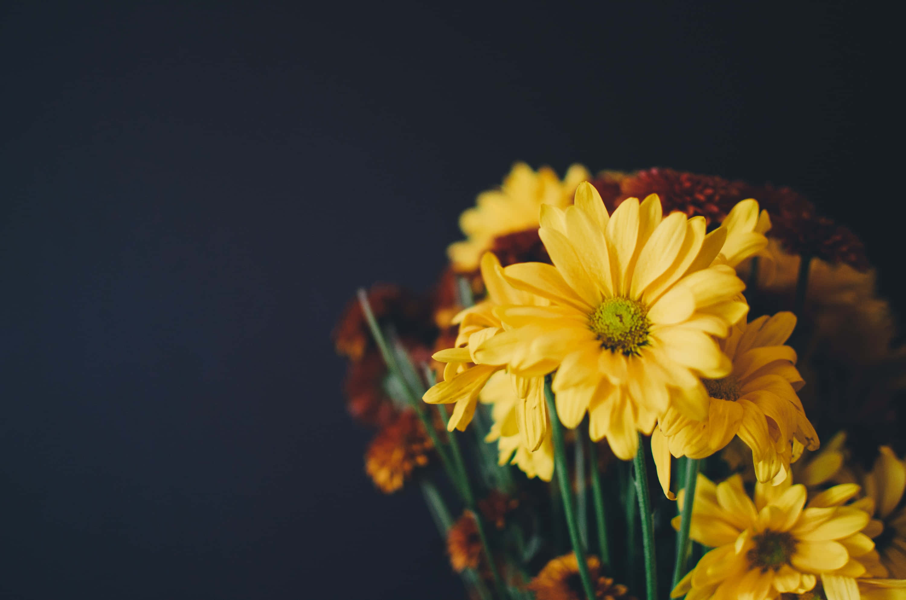Yellow Daisy 桌布 壁紙 — 鮮黃色的雛菊搭配綠色莖幹，在深海軍藍背景下以柔焦效果盛開。