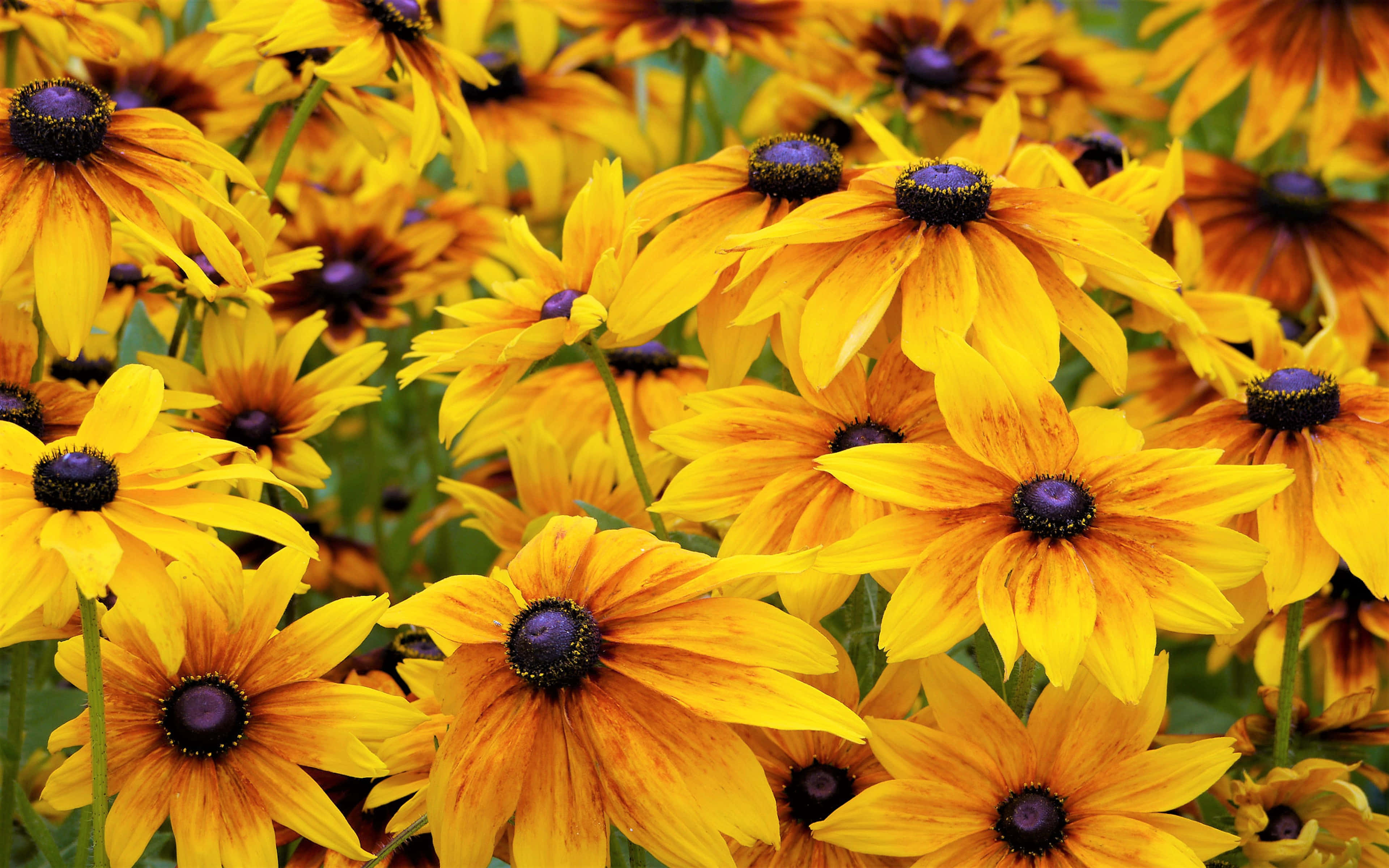 Black Eyed Susan 桌布 壁紙 — 鮮黃色的黑眼蘇珊花，帶有深紫色花心，在陽光普照的花園中密集盛開。
