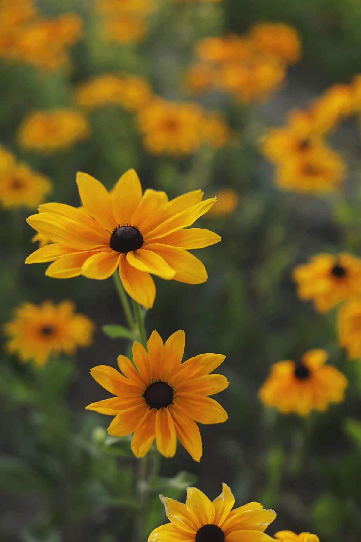 Black Eyed Susan 桌布 壁紙 — 鮮黃色的黑眼蘇珊花在明亮日光下，以柔焦效果在茂密綠葉襯托中盛開。