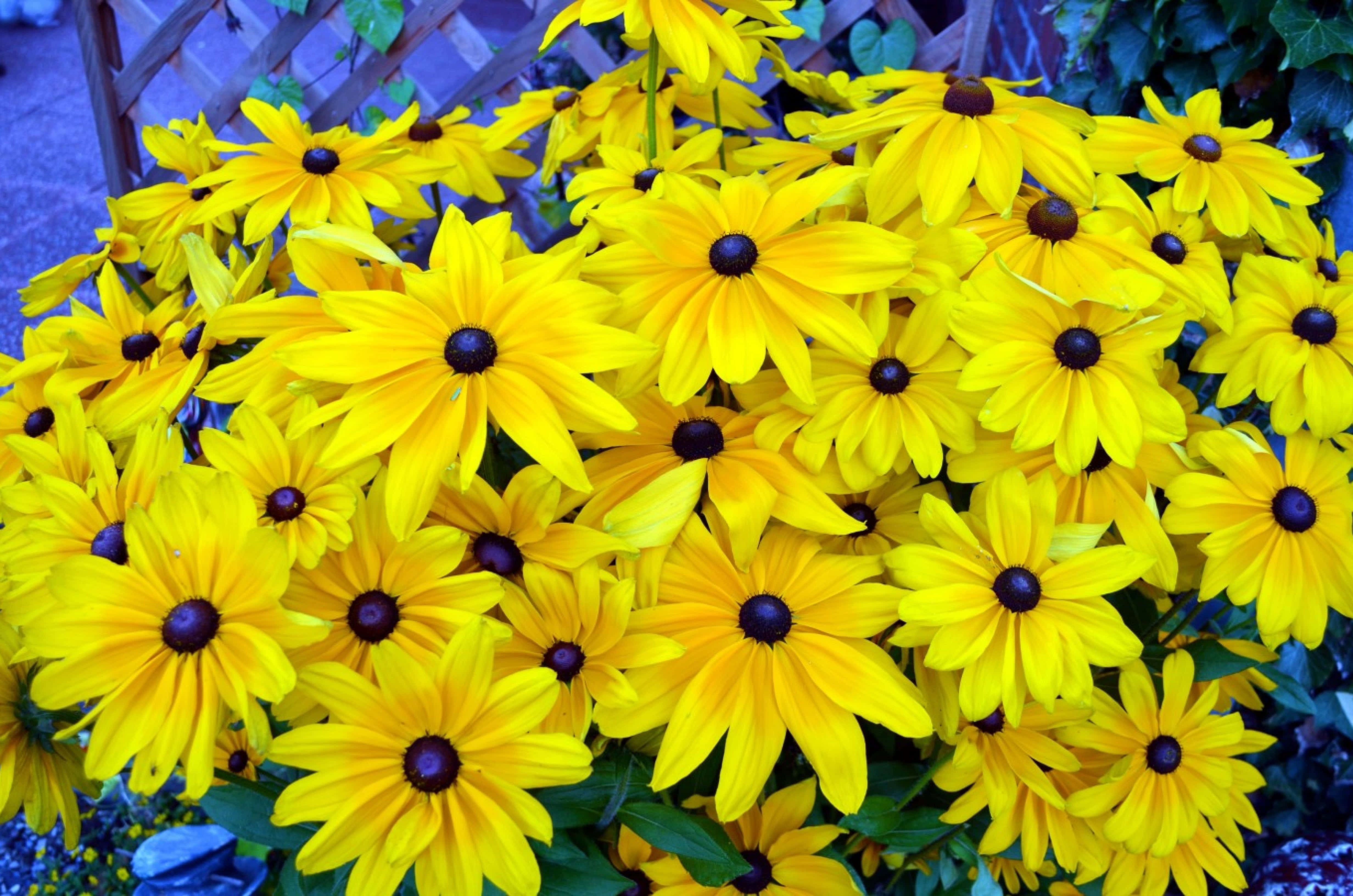 Yellow Coneflower 桌布 壁紙 — 鮮黃色的黑眼蘇珊花在陽光充足的花壇中密集盛開，背景有綠葉和木製格子架。