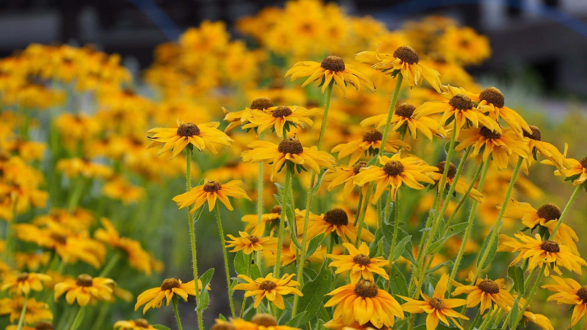 Black Eyed Susan 桌布 壁紙 — 鮮黃色的黑眼蘇珊花在陽光明媚的田野中盛開，襯著柔軟的綠色莖幹和模糊的背景。