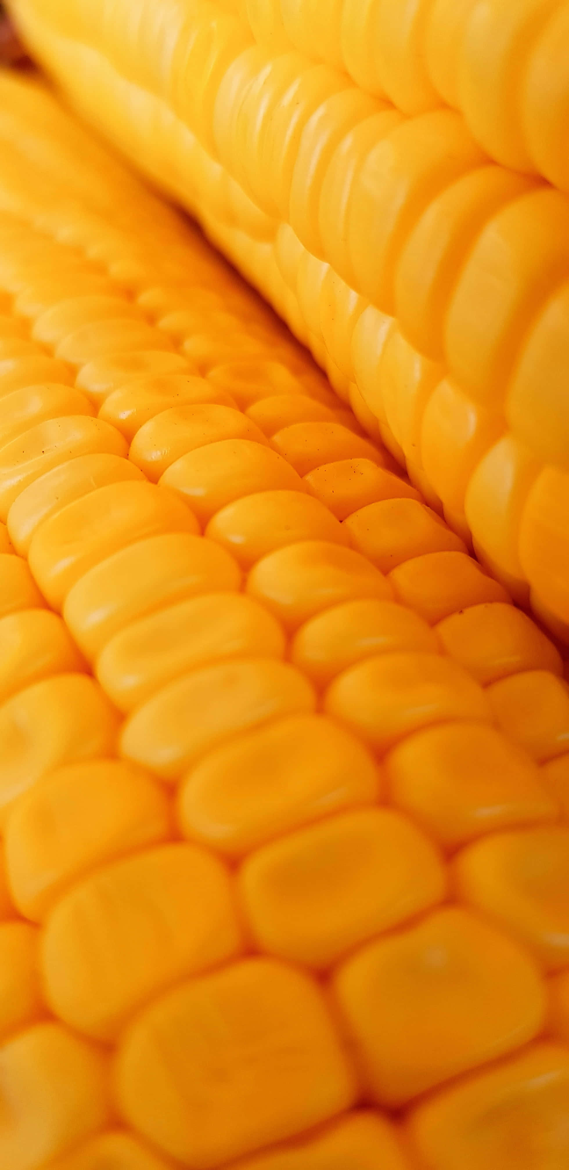 Yellow Corn 桌布 壁紙 — 鮮黃色粟米粒嘅特寫，帶有光澤質感同淺景深。
