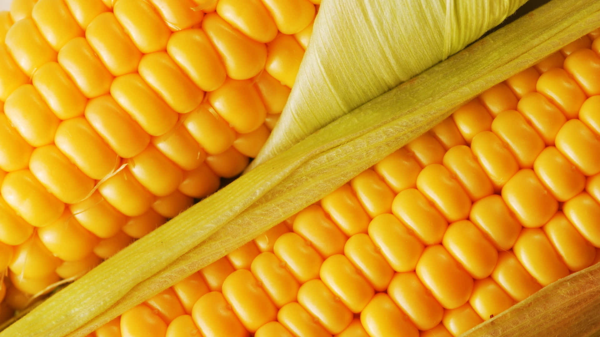 Corn 桌布 壁紙 — 鮮黃色粟米粒嘅特寫，綠色外皮部分剝開，露出多汁嘅粟米行。