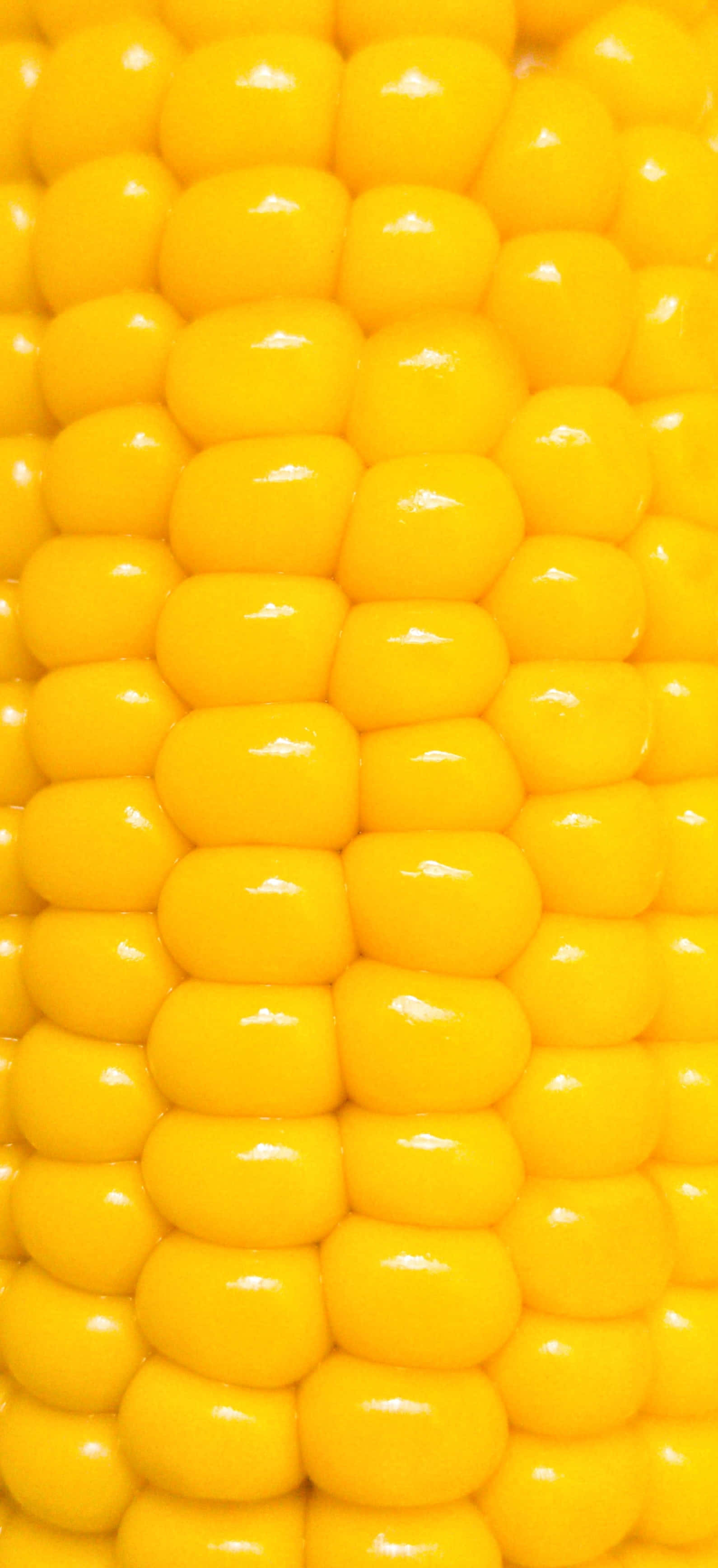 Yellow Corn 桌布 壁紙 — 鮮黃色粟米粒在明亮光線下閃爍水分的特寫。