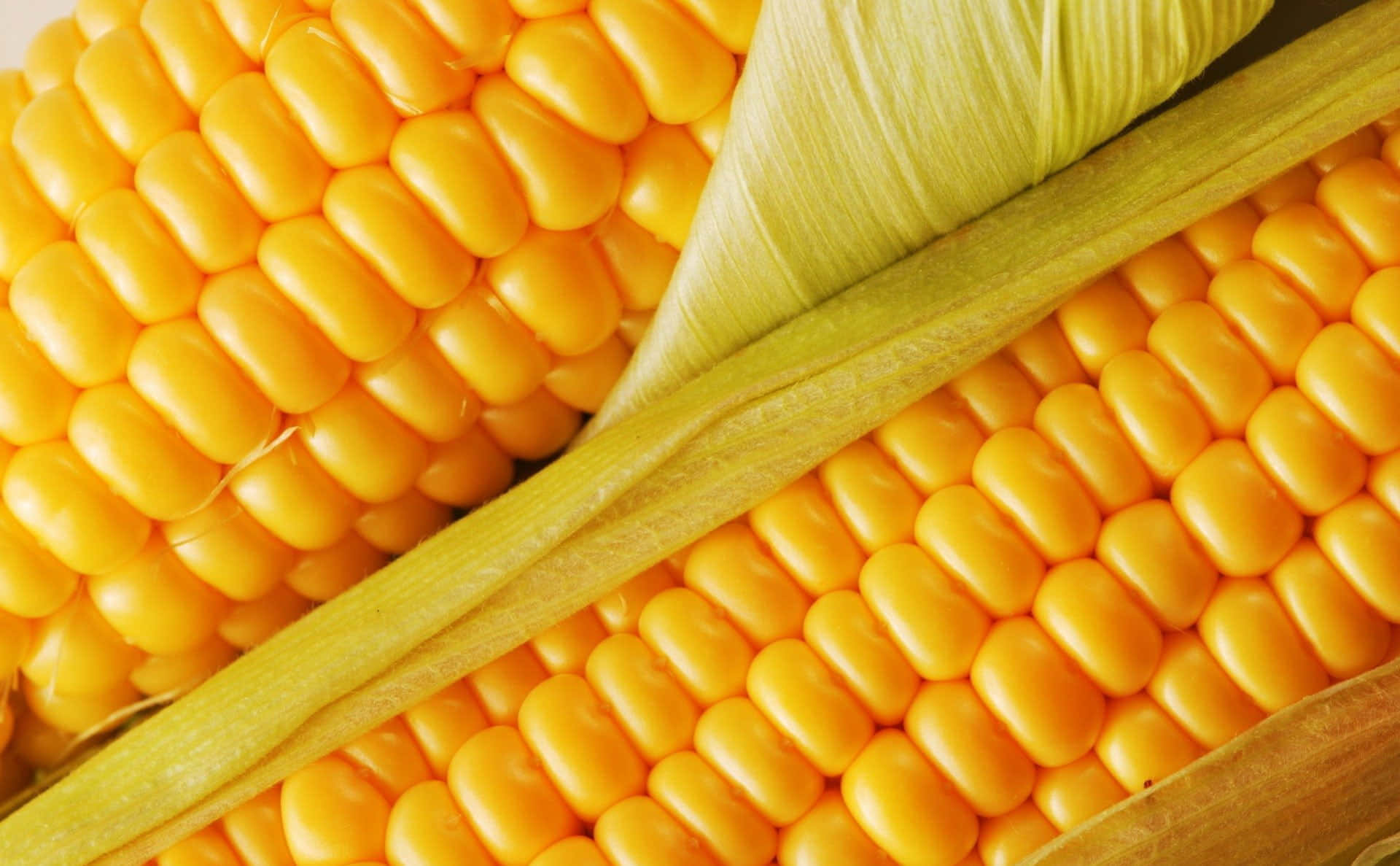 Yellow Corn 桌布 壁紙 — 鮮黃色粟米粒緊貼在淡綠色粟米皮中的特寫，紋理細緻。
