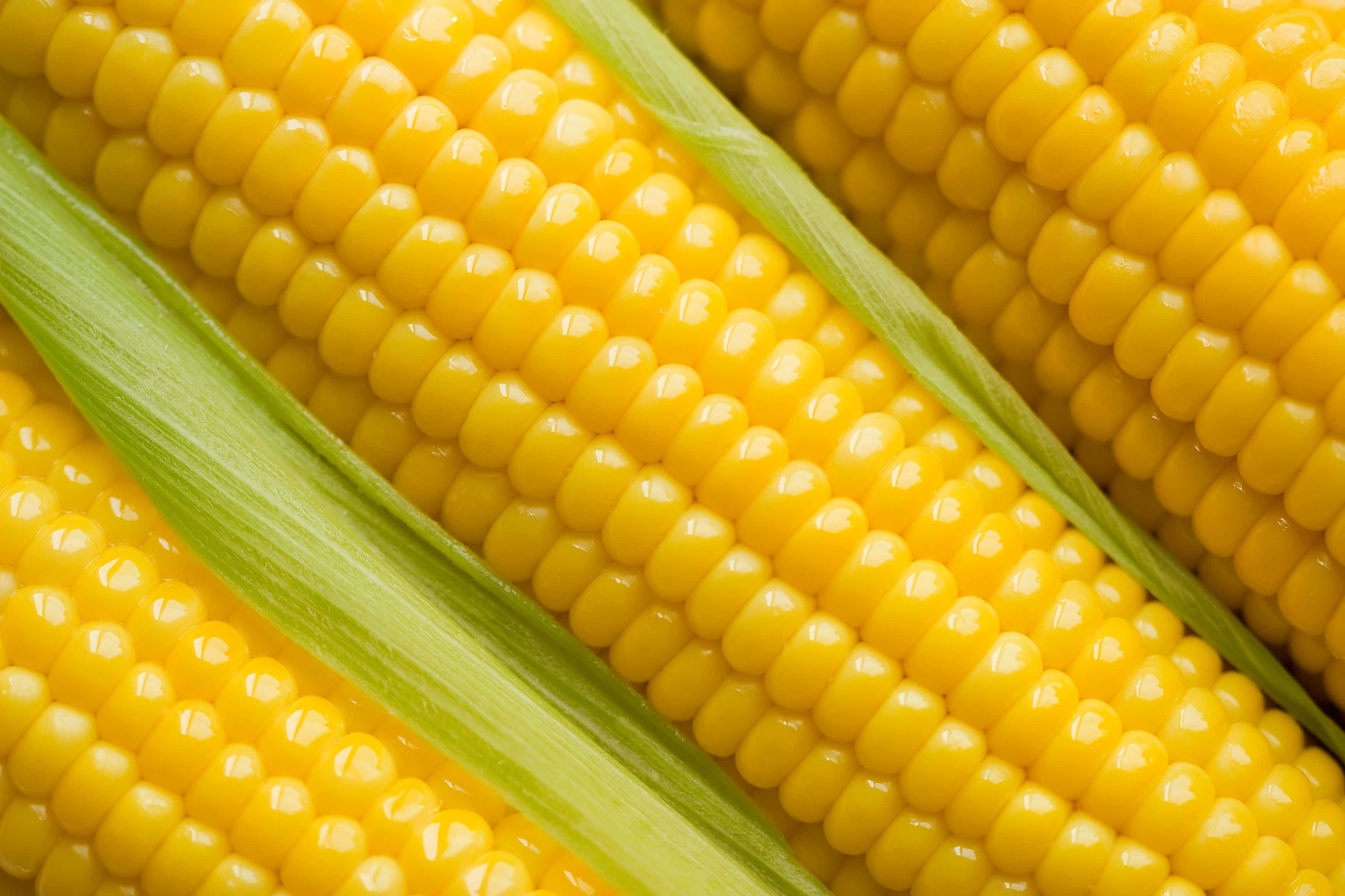 Yellow Corn 桌布 壁紙 — 鮮黃色粟米粒與綠色外皮的近距離特寫，展現多汁的甜味。
