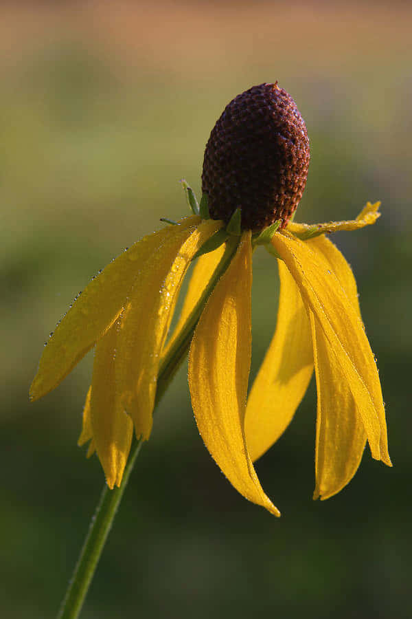 Yellow Coneflower 桌布 壁紙 — 鮮黃色金光菊嘅特寫，花瓣上嘅露珠喺柔和模糊嘅綠色背景下閃閃發光。