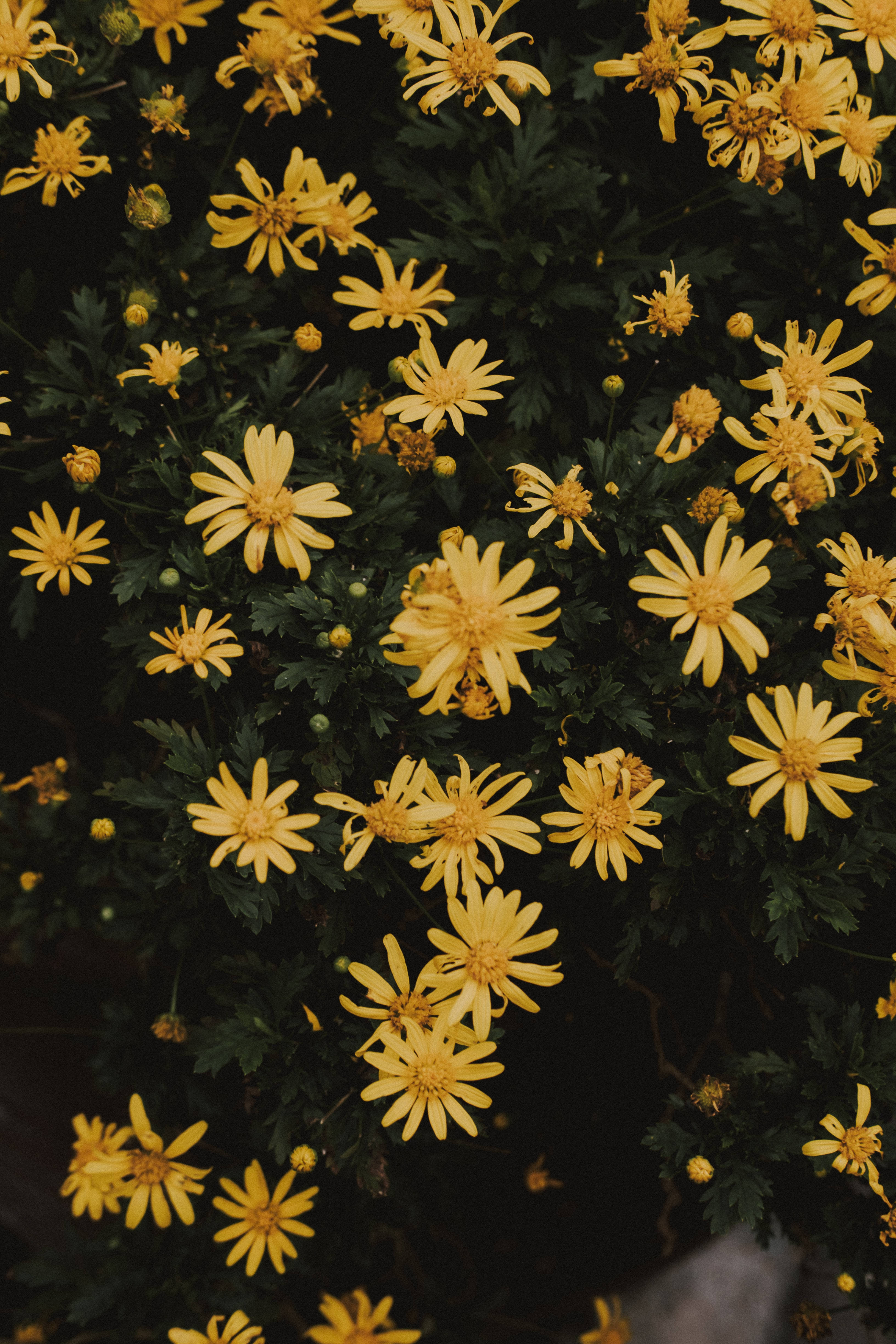 Vintage Aesthetic 桌布 壁紙 — 鮮黃色雛菊在深綠色葉叢中密集盛開，呈現茂密陽光明媚的花園特寫。