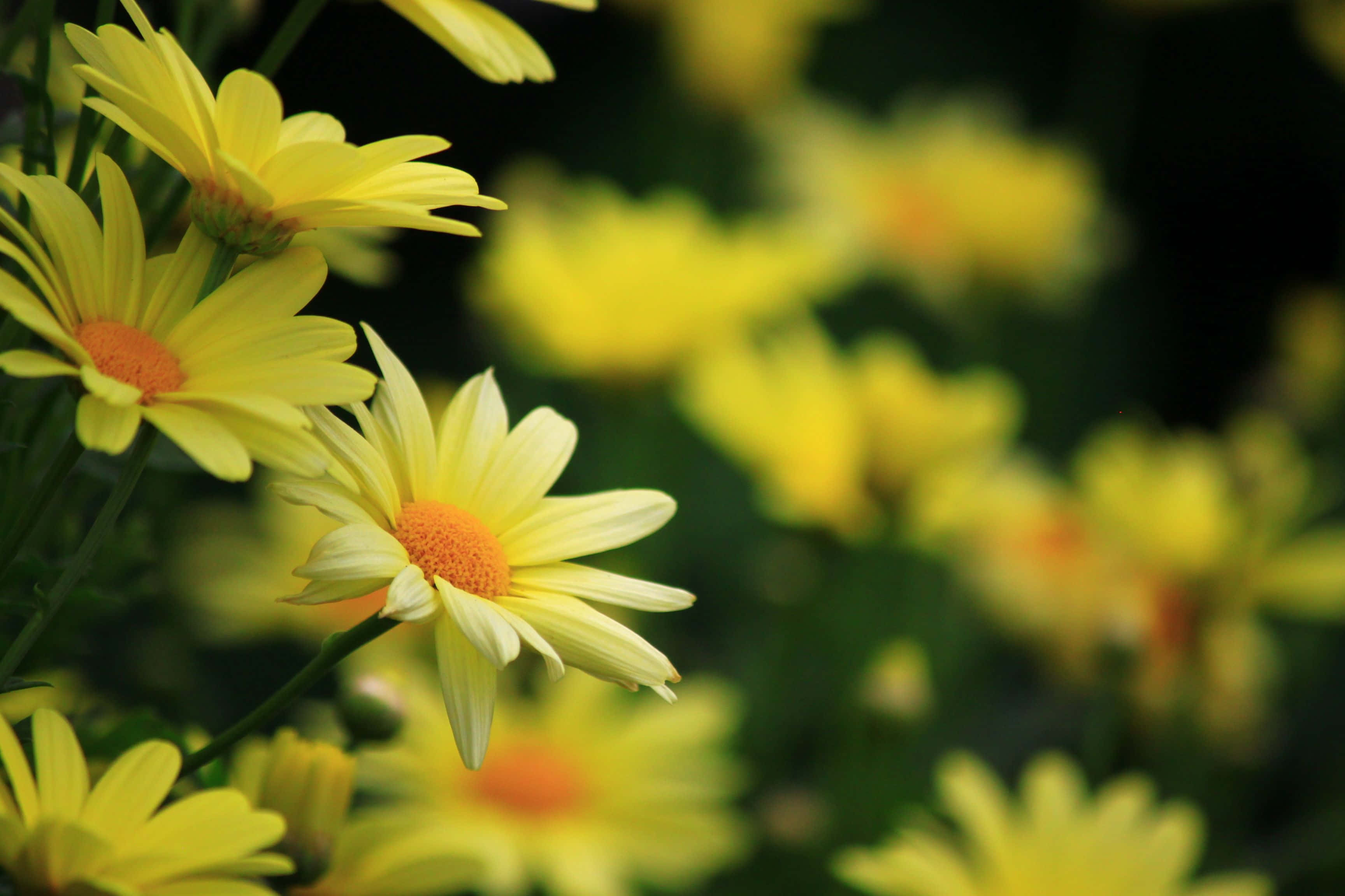 Yellow Daisy 桌布 壁紙 — 鮮黃色雛菊帶橙色花心，在深綠色背景下以柔焦綻放。